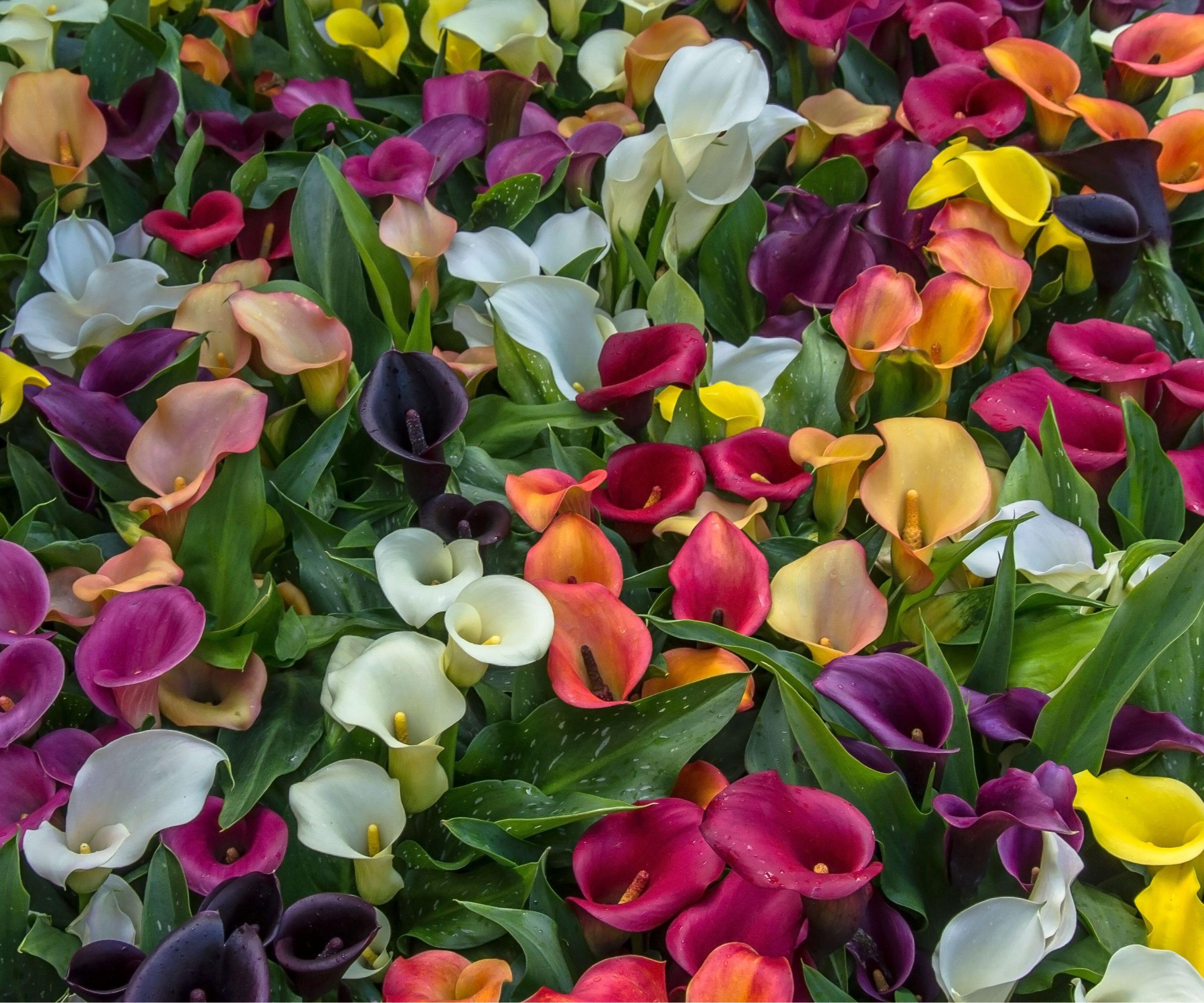 Calla liljer