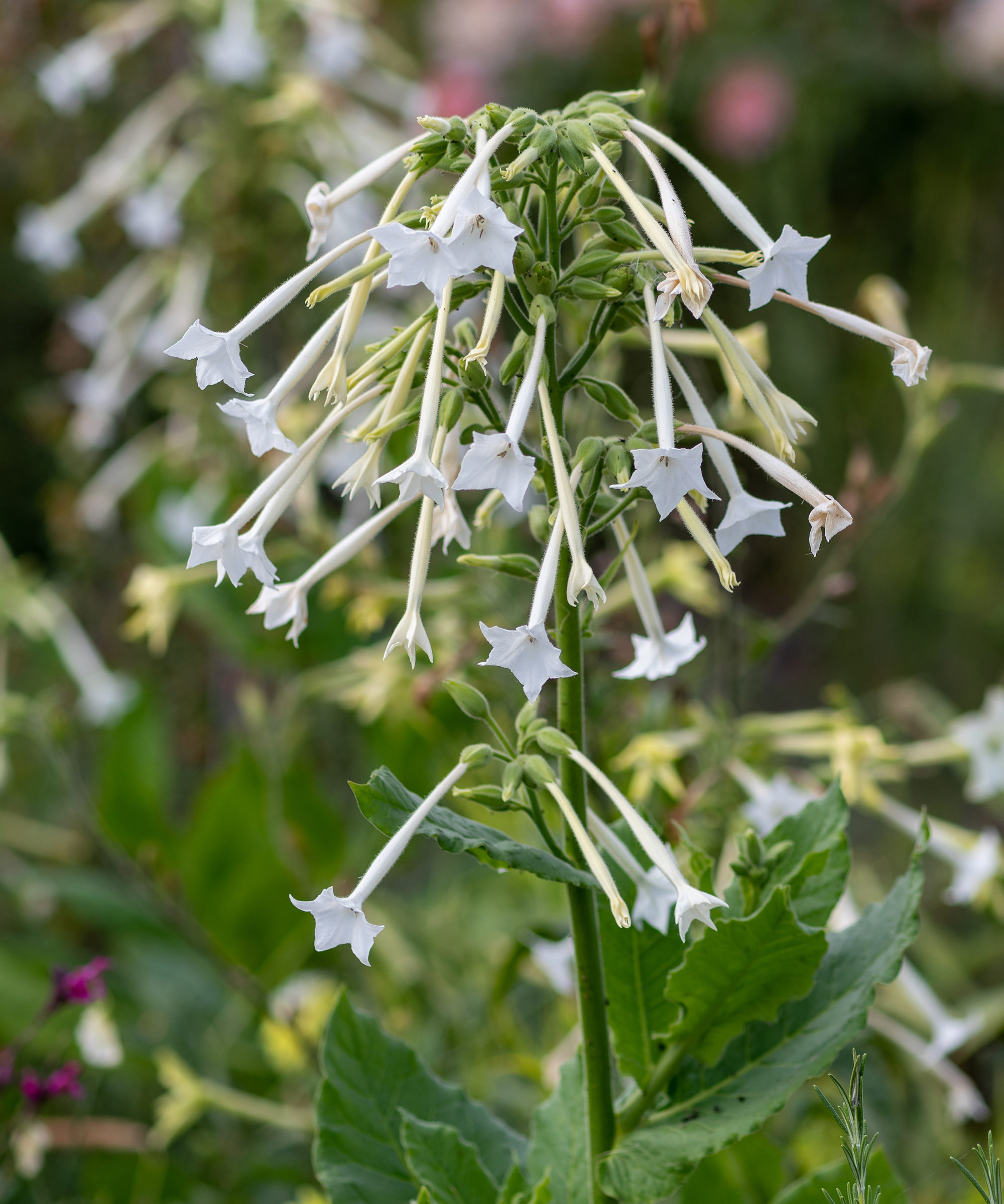 Nicotiana Sylvestris