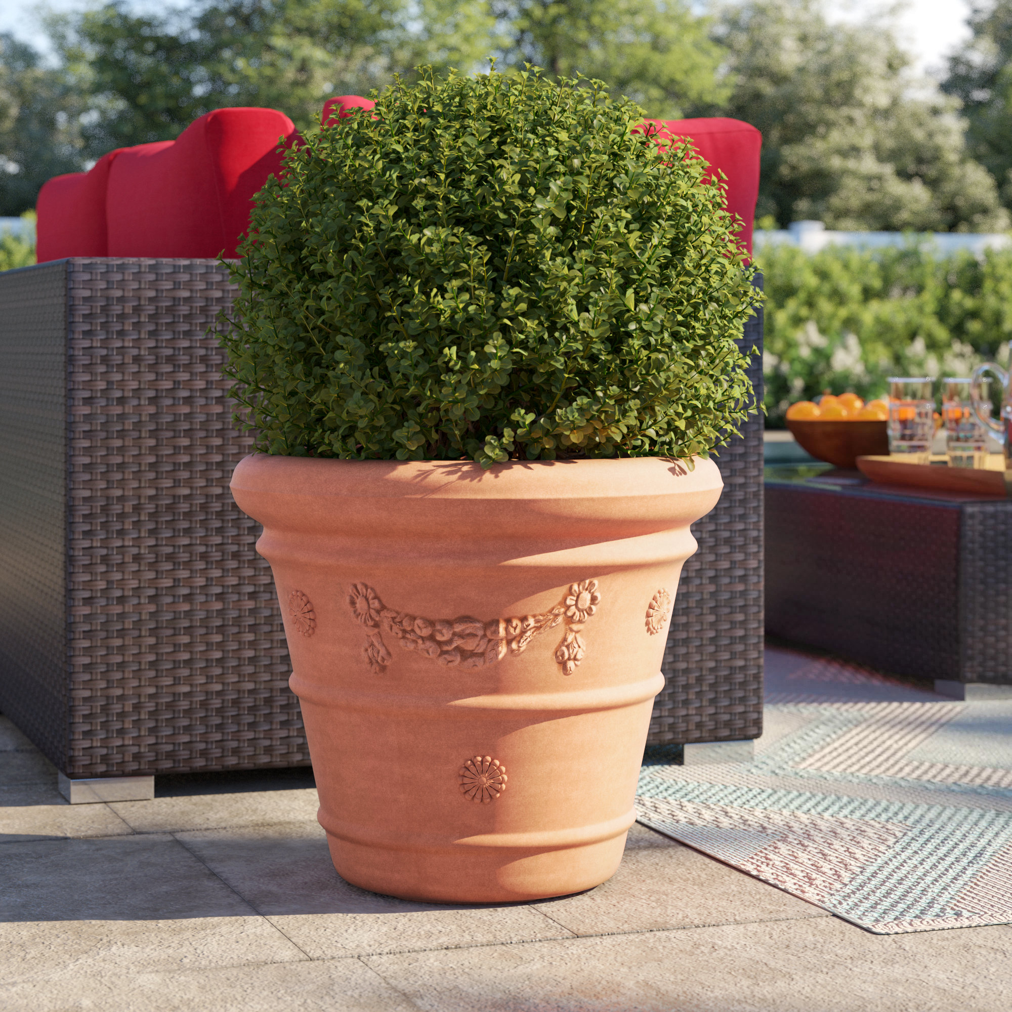 Amayia potteplanter