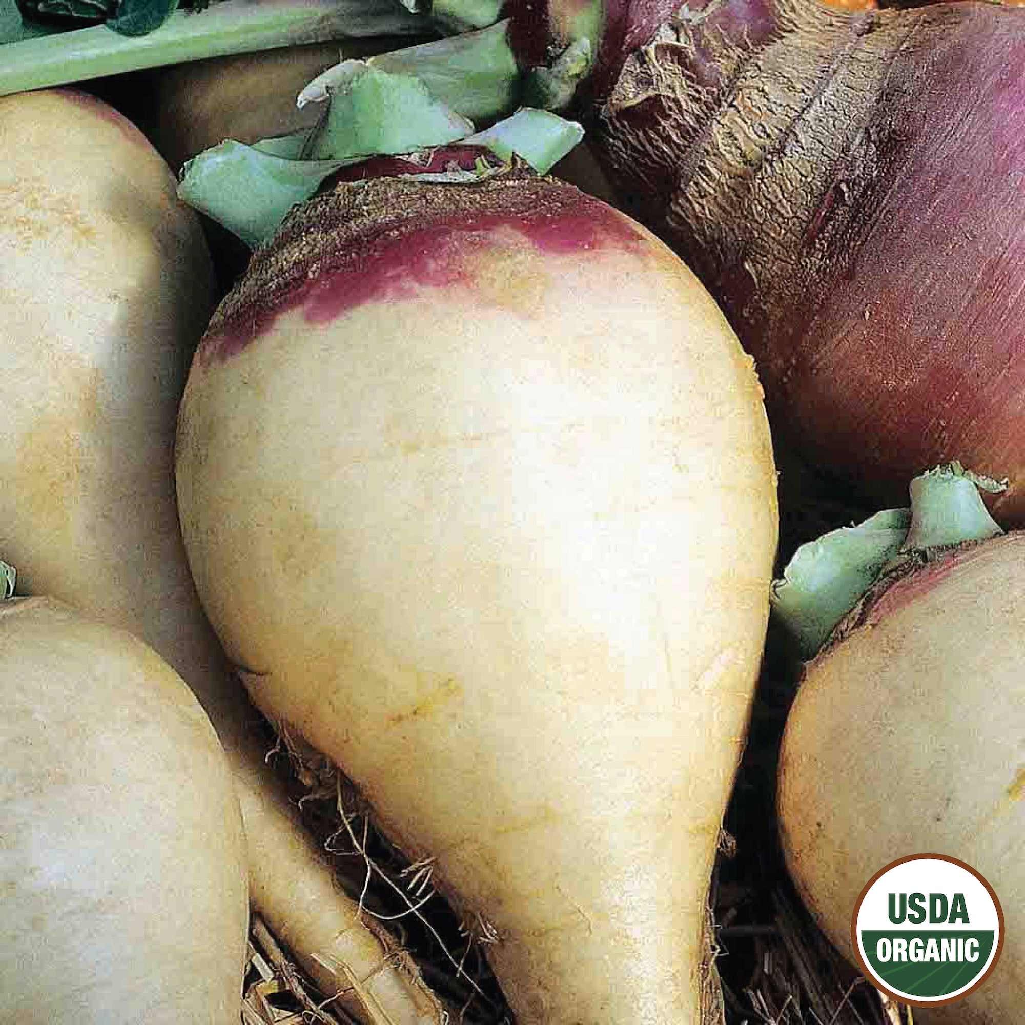 Rutabaga, American Purple Top Årlig vegetabilsk organiske frø