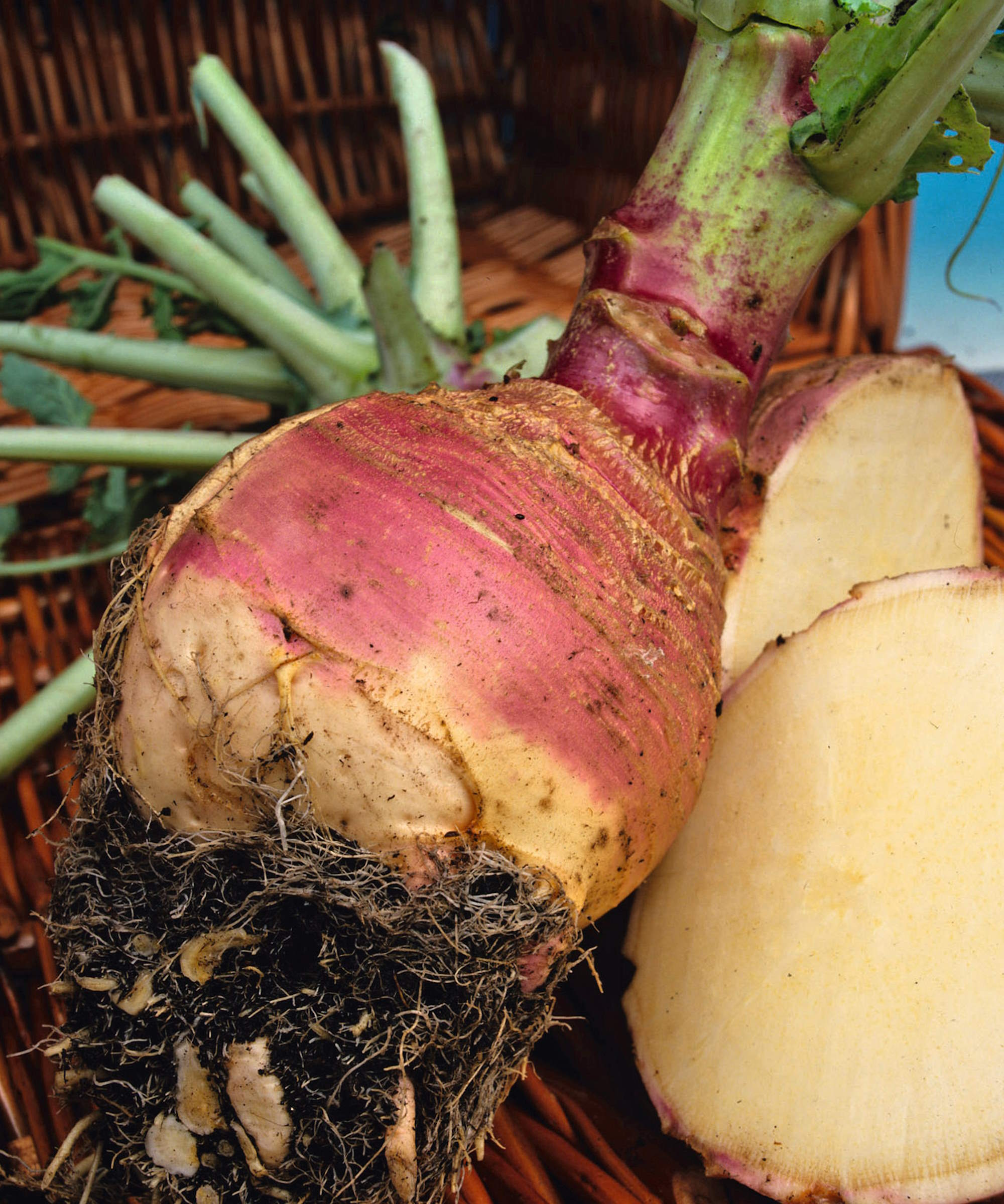 Rutabaga-sorten 'Marian' hel og oppskåret på nært hold
