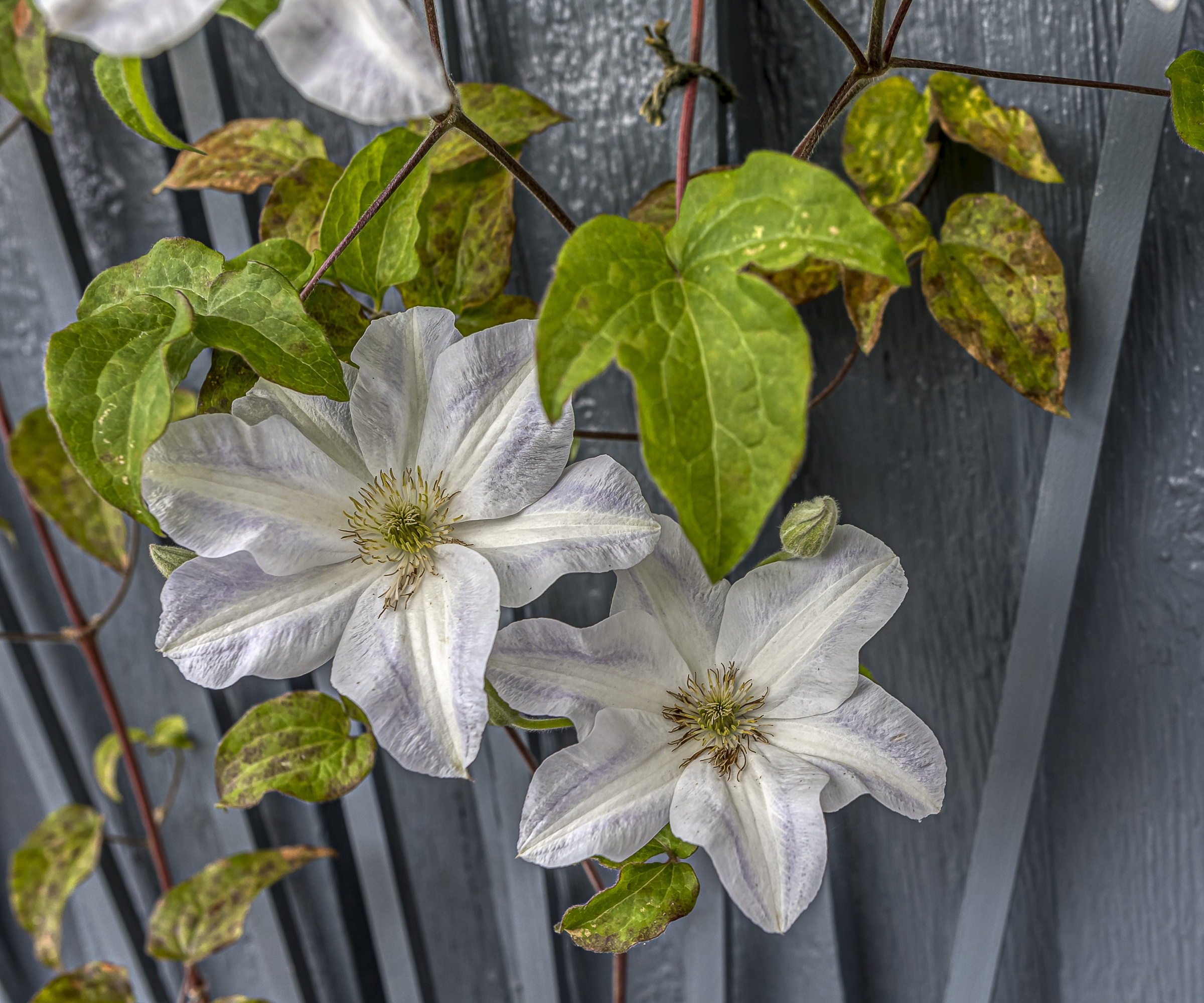 Klematis i blomst med gult og brunt bladverk