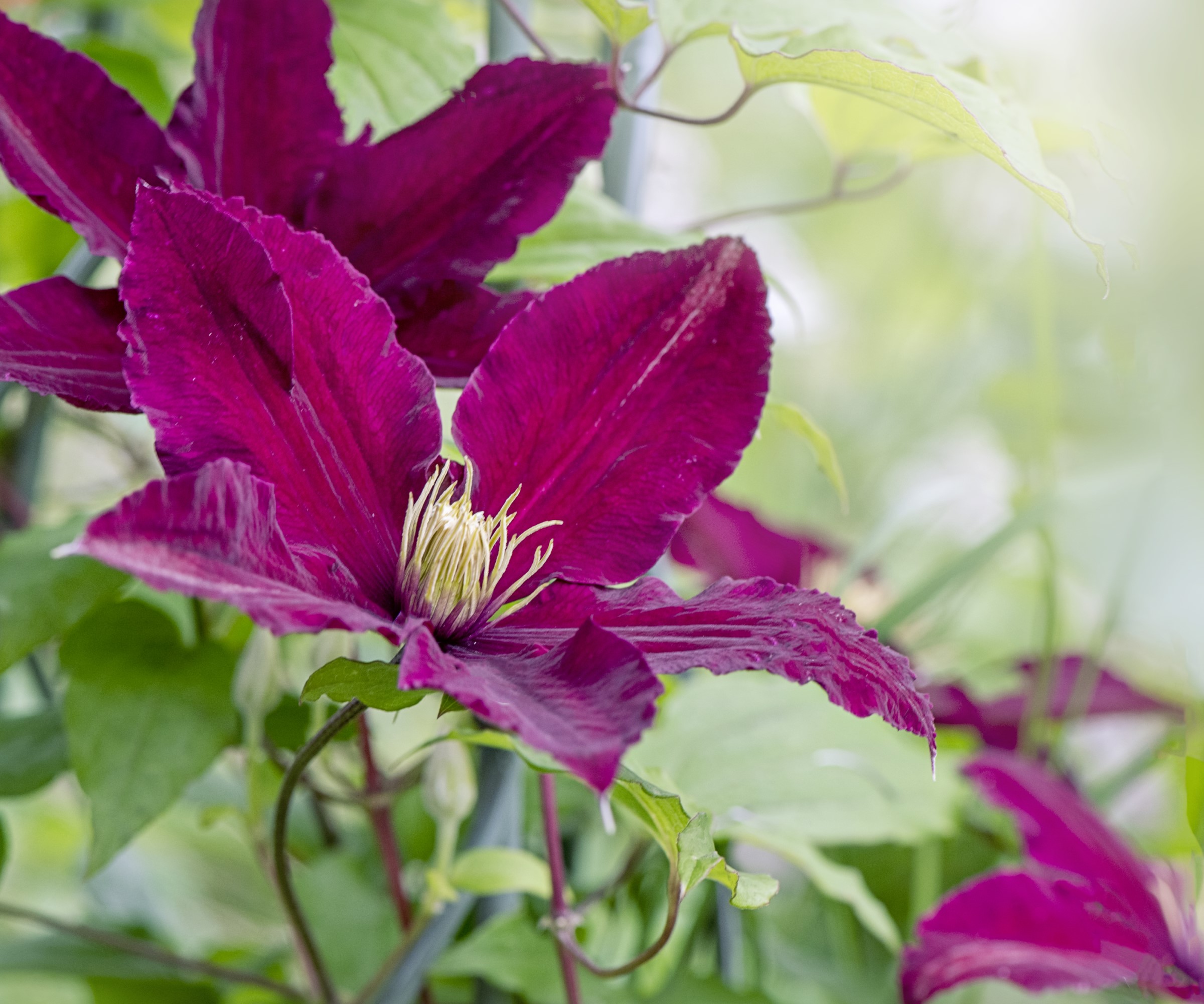 Clematis 'Rosemoor' blomstrer