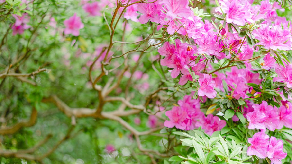 Hvordan ta azalea stiklinger – ekspertråd for vellykket planteformering