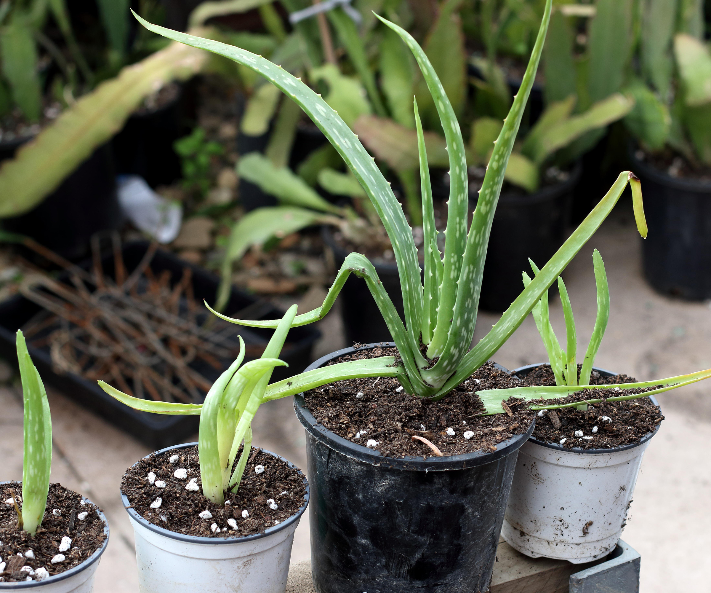 Nærbilde eller Aloe vera-unger plantet i små potter
