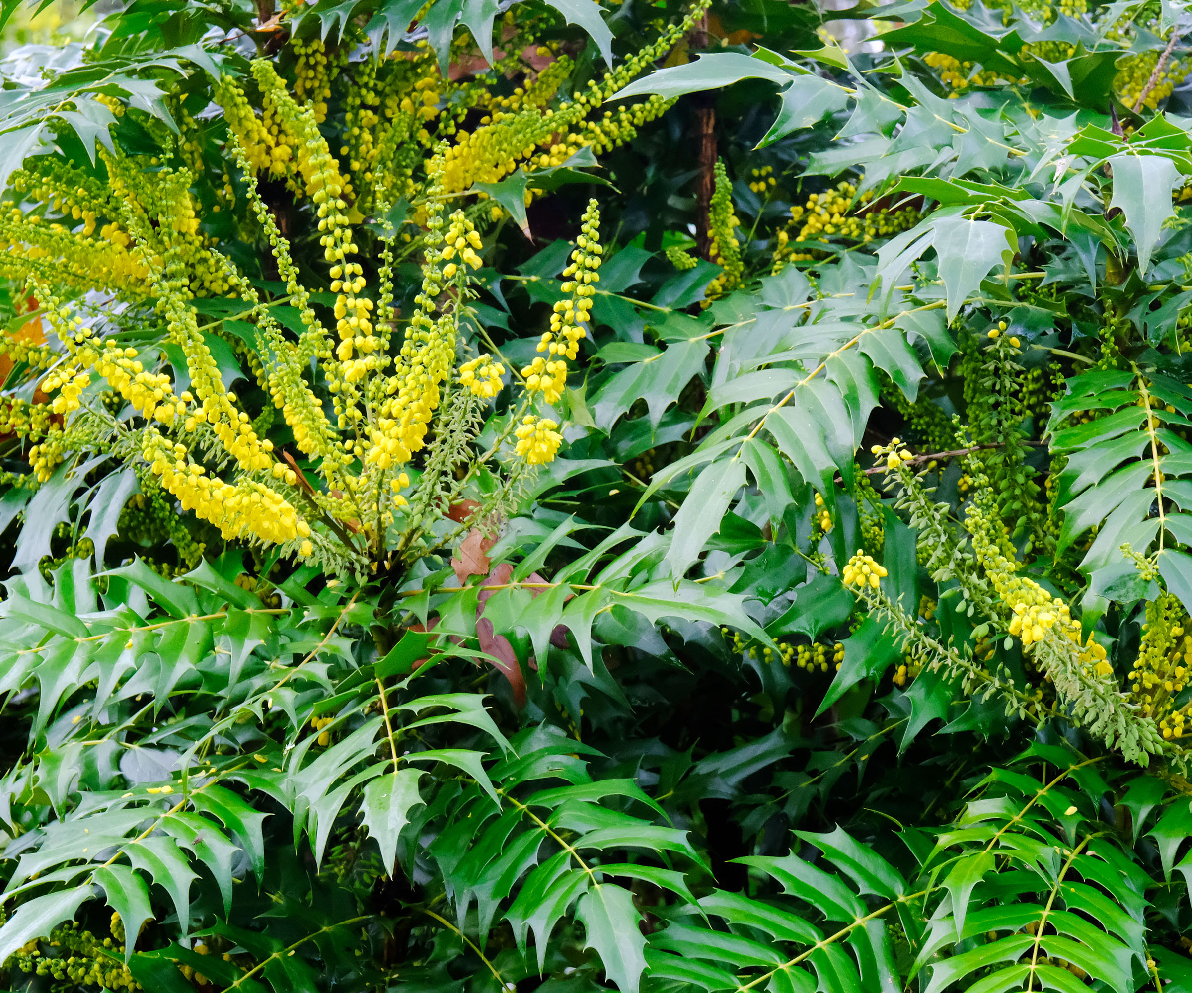 Nærbilde av de gule rosettene til Mahonia x Media