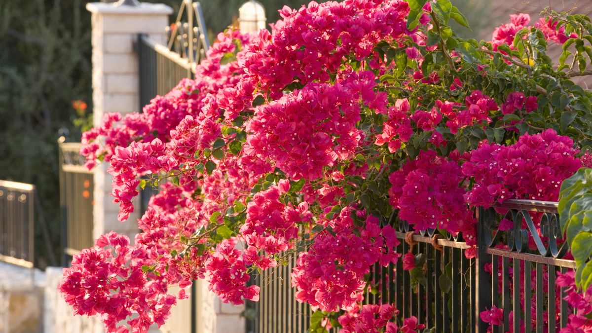 Hvordan gjødsle bougainvillea – for levende blomster