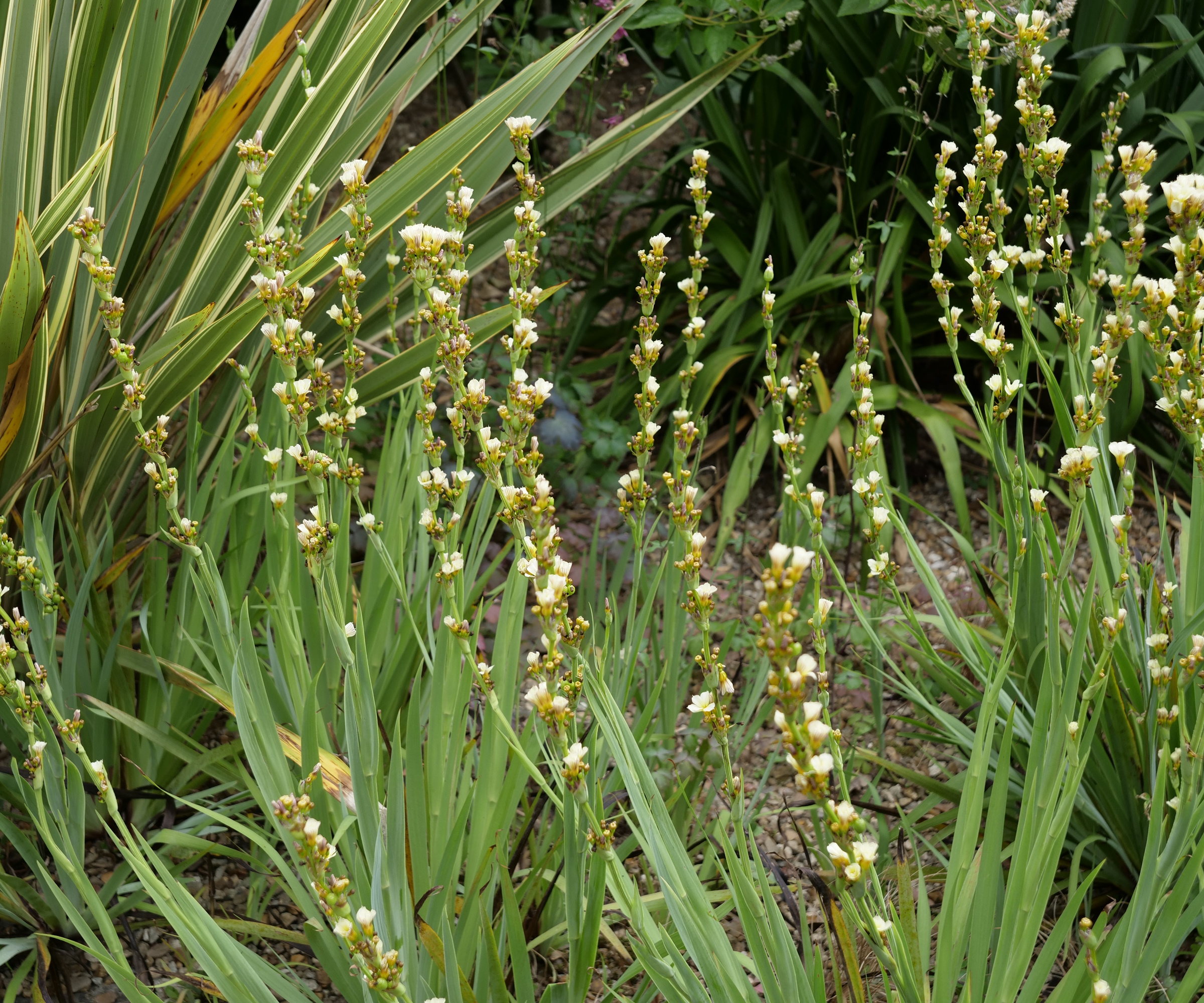 Sisyrinchium striatum
