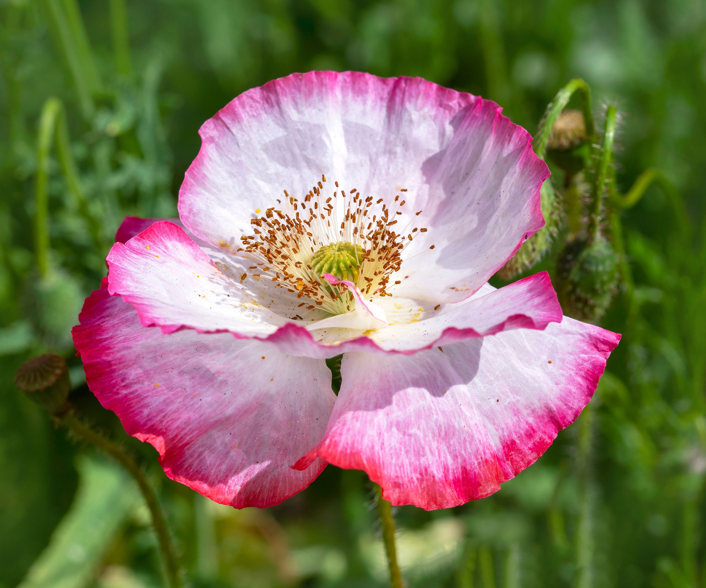 Kandelaber primulaer blomstrer i rødt og gult