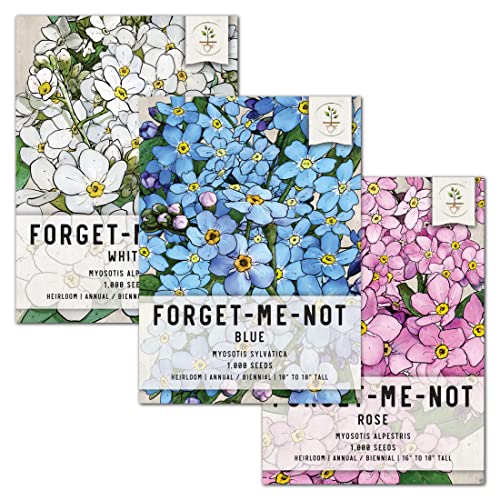 Frøbehov, forglem-meg-ikke-frøpakkesamling (inkluderer 3000 glemmeg-ikke-frø for planting) arvestykke og åpen pollinering - rose, blå og hvit