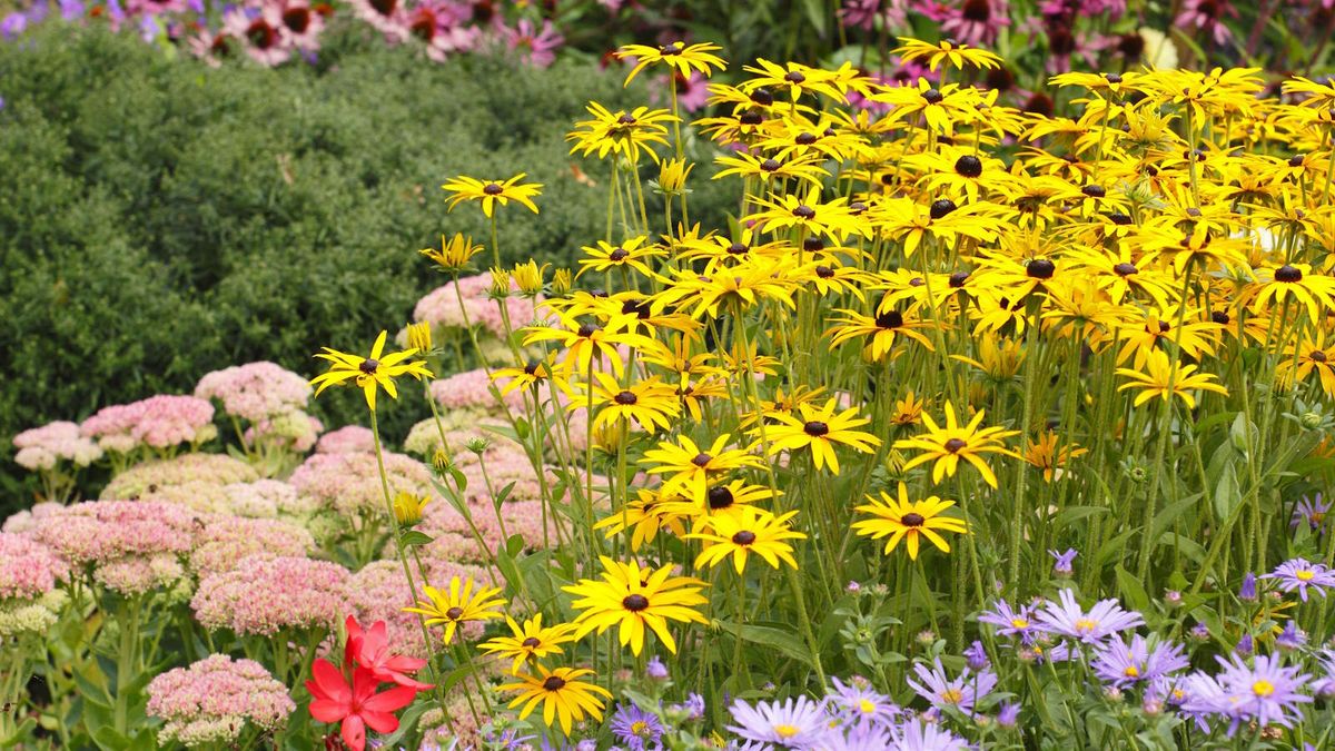 7 stauder å kutte ned i juni – oppdag fordelene med å kutte sommerblomstrende urteplanter