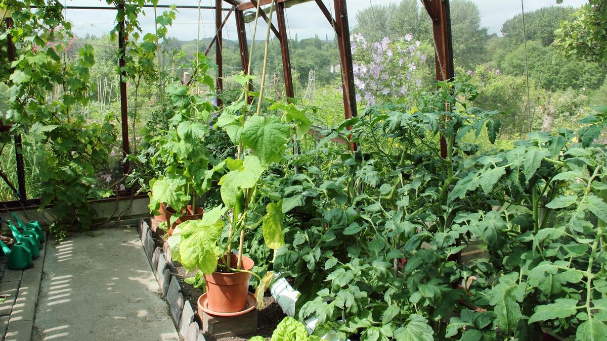 Hvorfor demping av et drivhus er den 'enkleste og mest økonomiske' måten å redusere temperaturen på for å unngå å skade planter