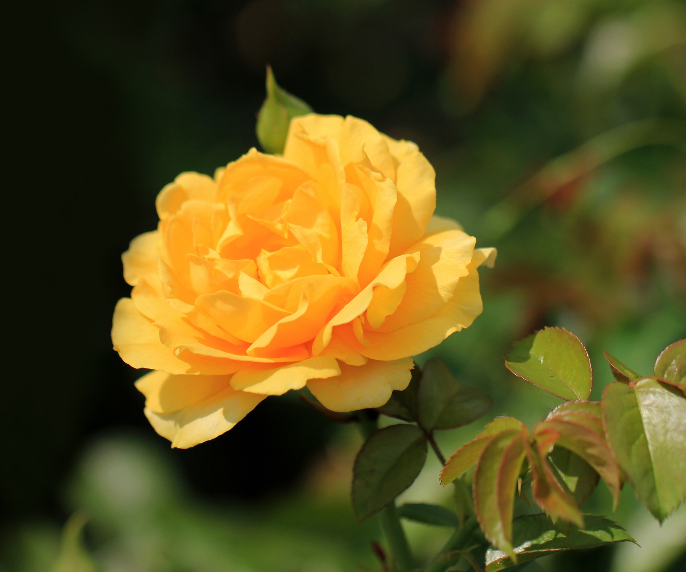 Gul floribunda-rose i blomst