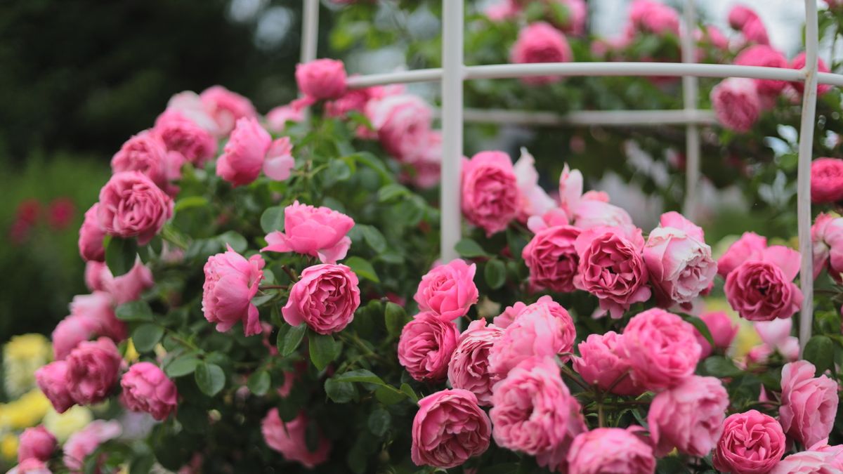 Floribunda-roser er gartnerens beste venn – 3 eksperttips for å dyrke disse robuste og spenstige rosene