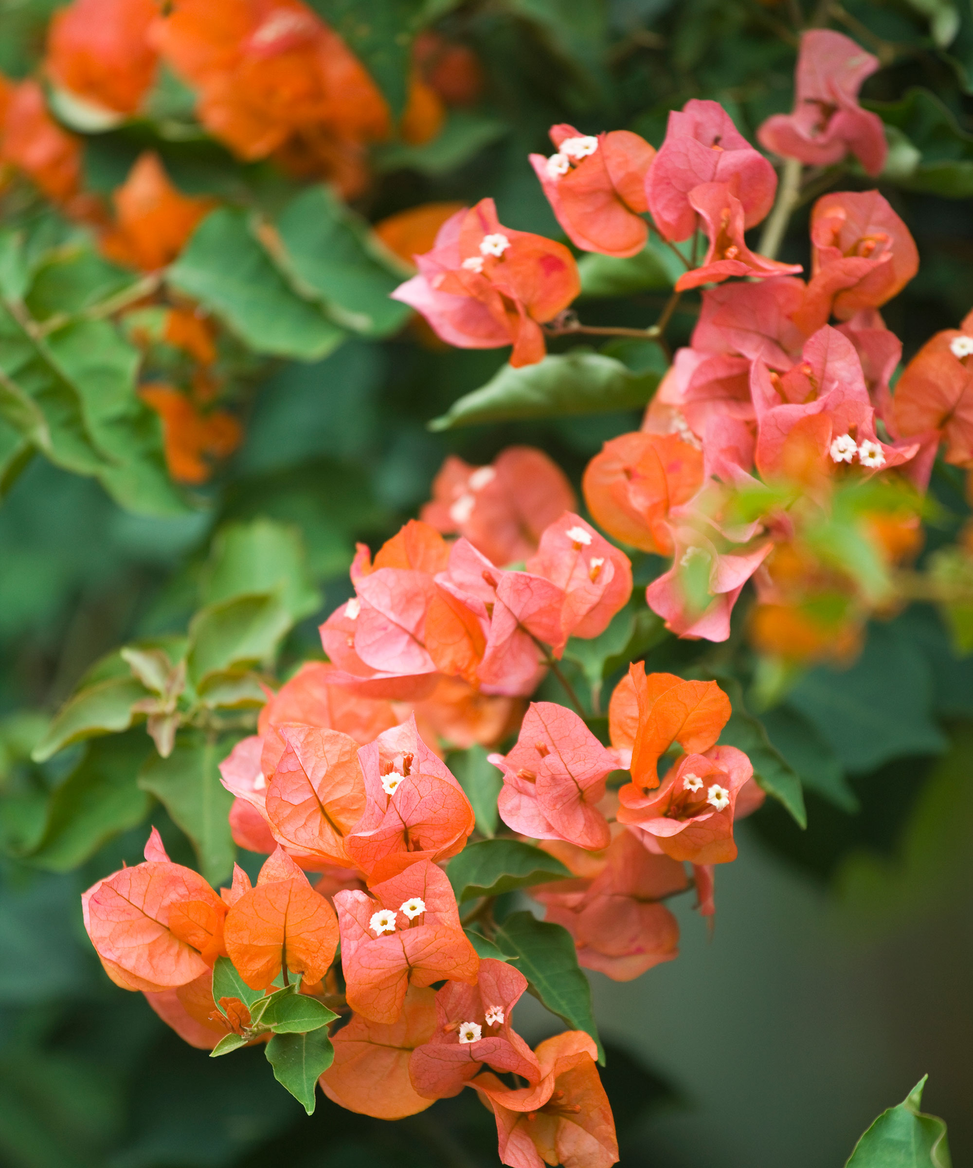 Fersken bougainvillea blomster med grønne blomster