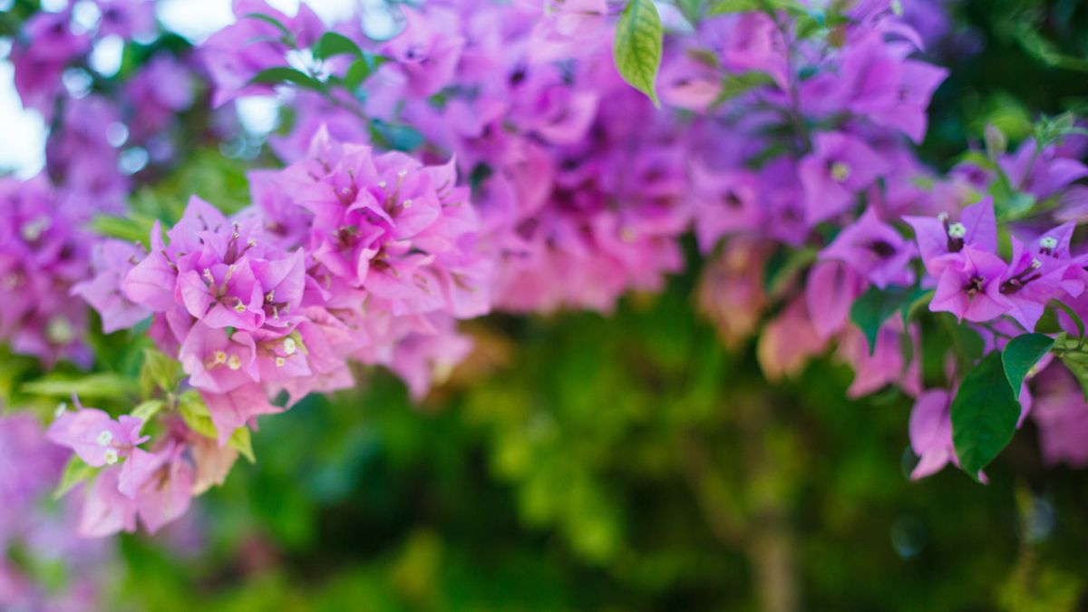 Leter du etter tropiske og dramatiske klatreplanter for å vokse i potter?  Bougainvillea vil legge til dristige farger til containerskjermene dine