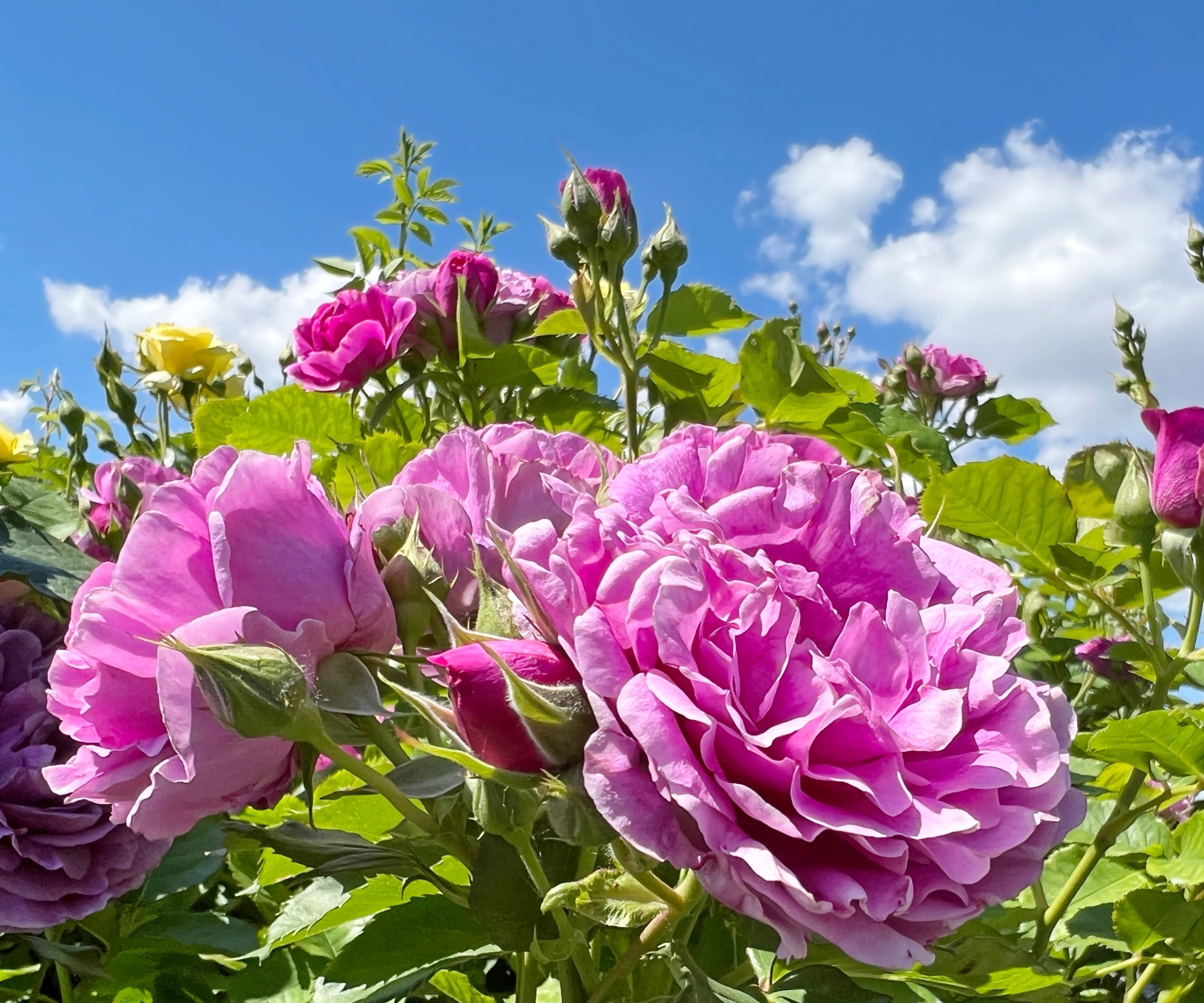 Rosa floribunda-roser i blomst med blå himmel utover
