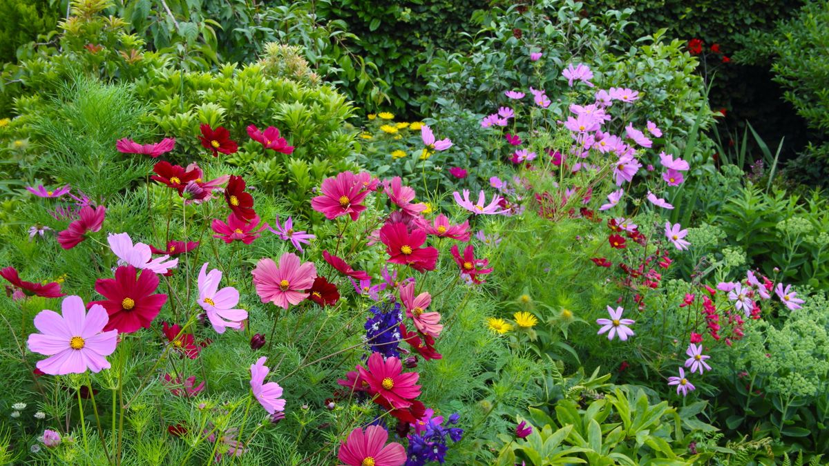 Dette er hemmelighetene bak kosmos suksess – oppdag tre viktige måter å sikre at blomster blomstrer til den første frosten