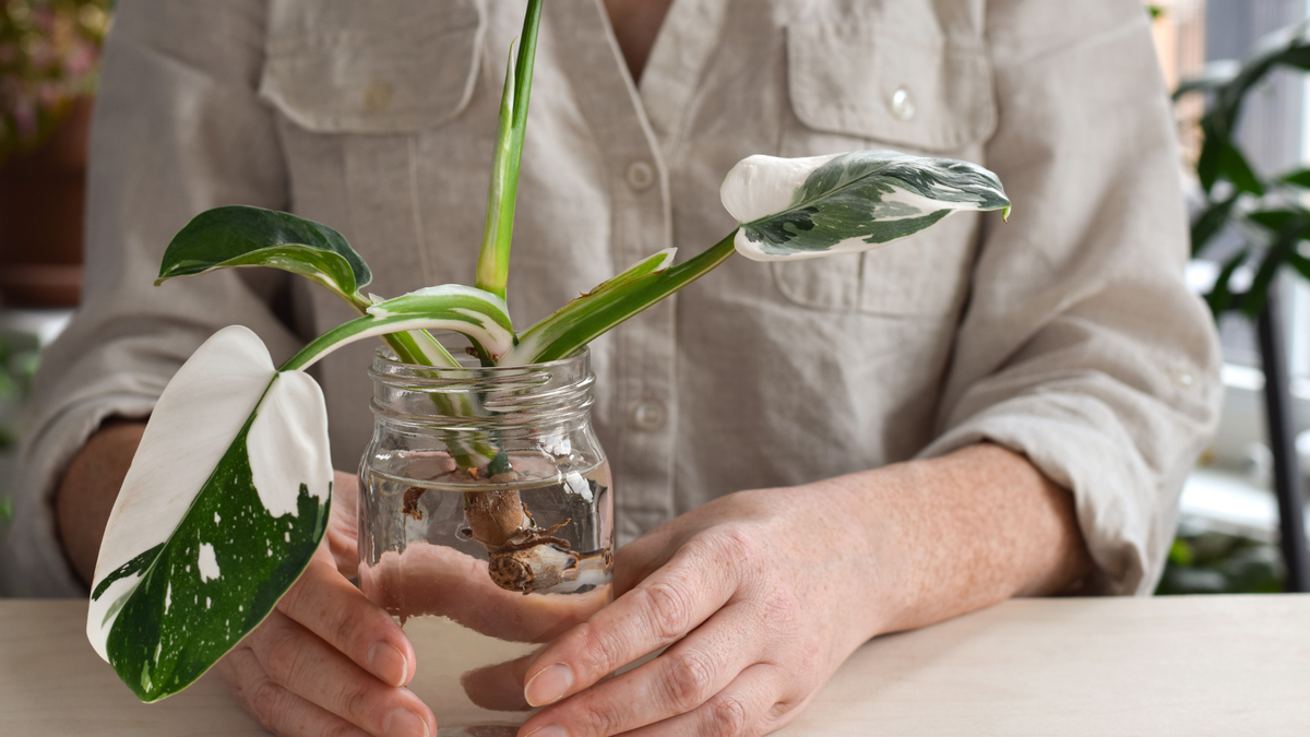 Hvordan forplante filodendron: 3 enkle trinn for å ta sunne stiklinger fra denne karakterfulle planten