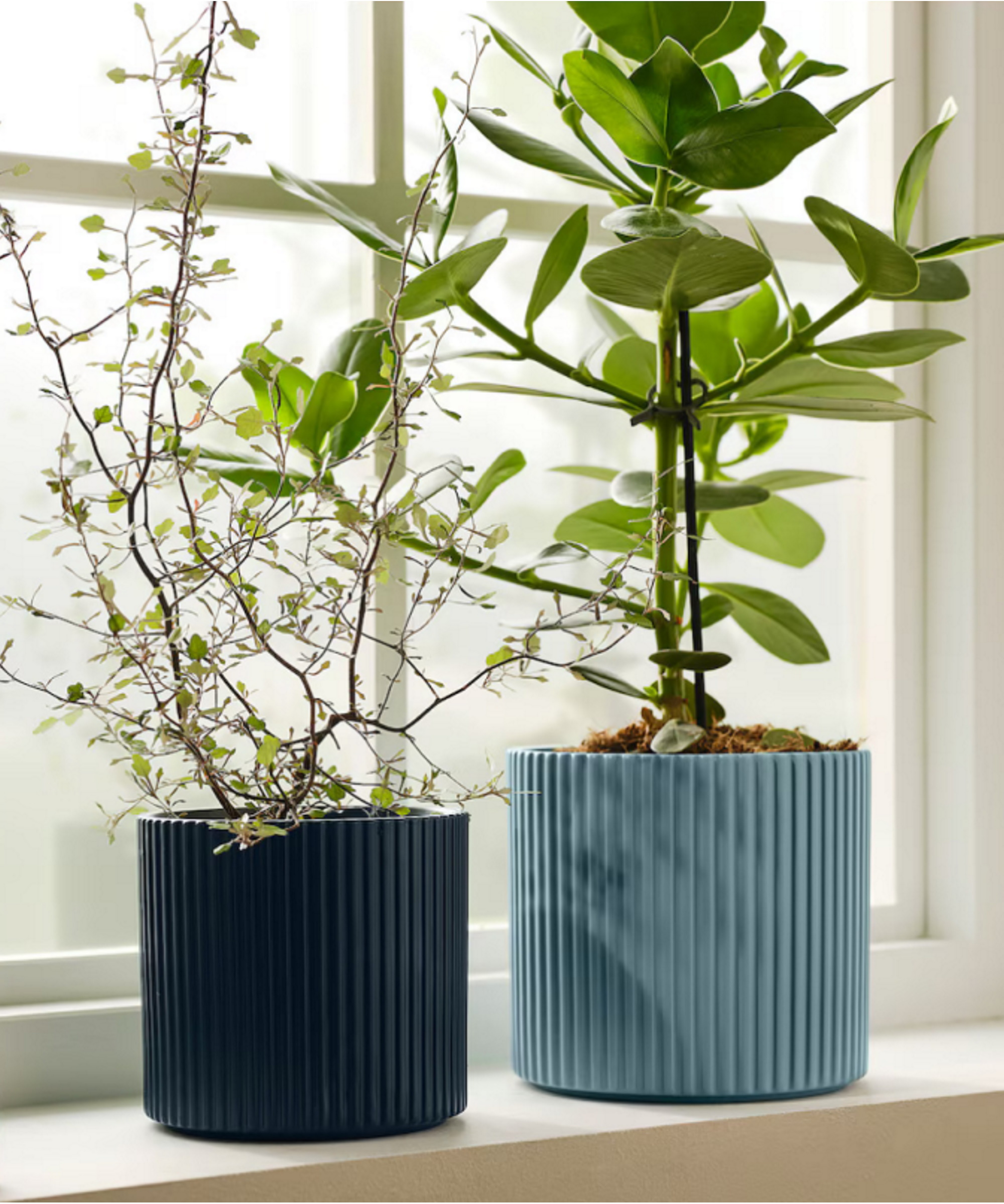 Ikea blå og blå vertikal riflede DAKSJUS plantepotter i vinduskarmen