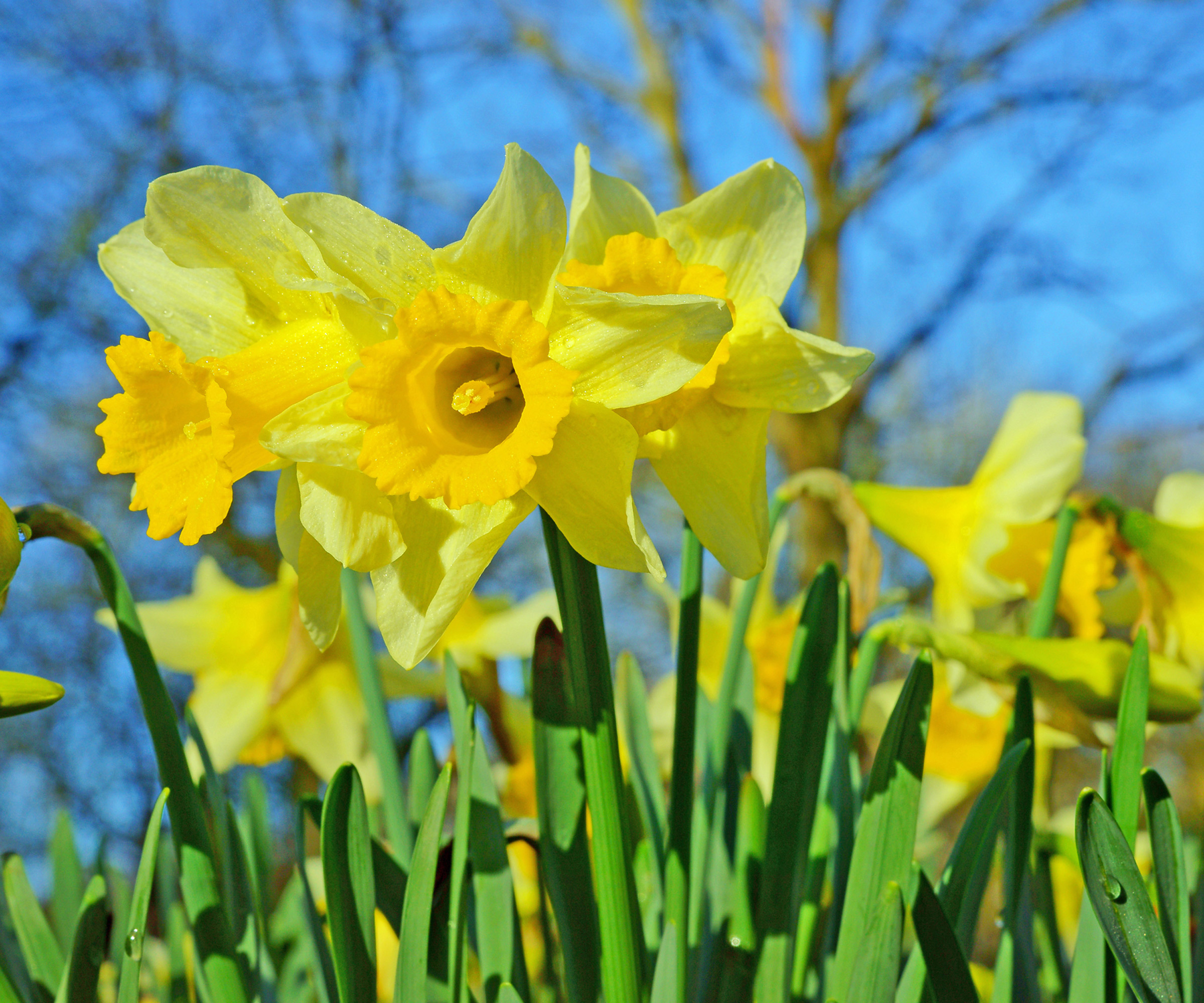 planter for våt jord Narcissus pseudonarcissus påskeliljer i blomst