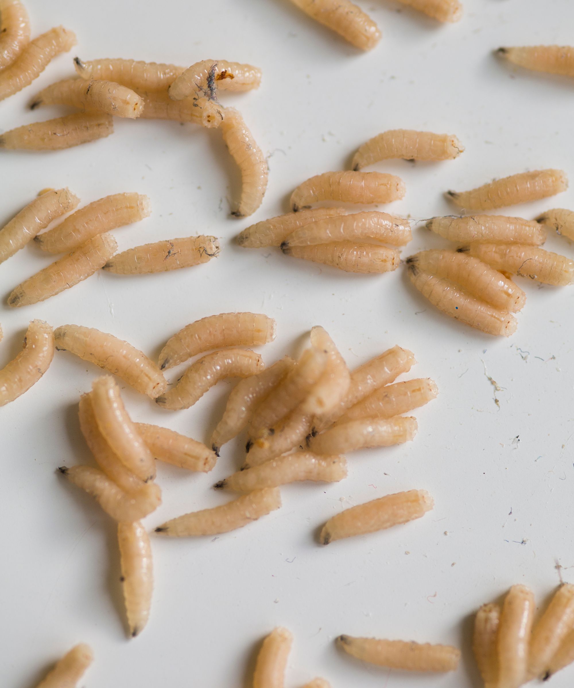 Hva dreper maggots? 8 enkle løsninger for å utslette maggots fra ...