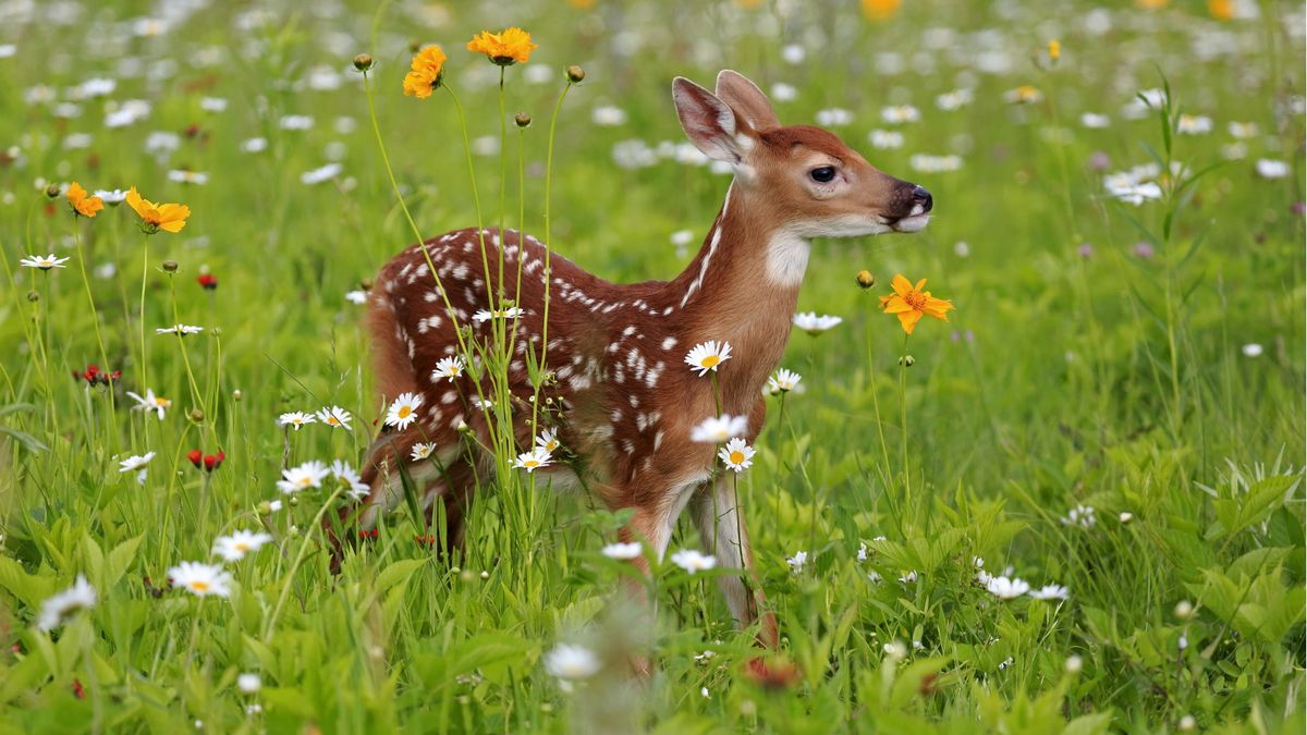 Hjortebestandige vårløker – 5 blomster vil neppe bli skadet av hjort