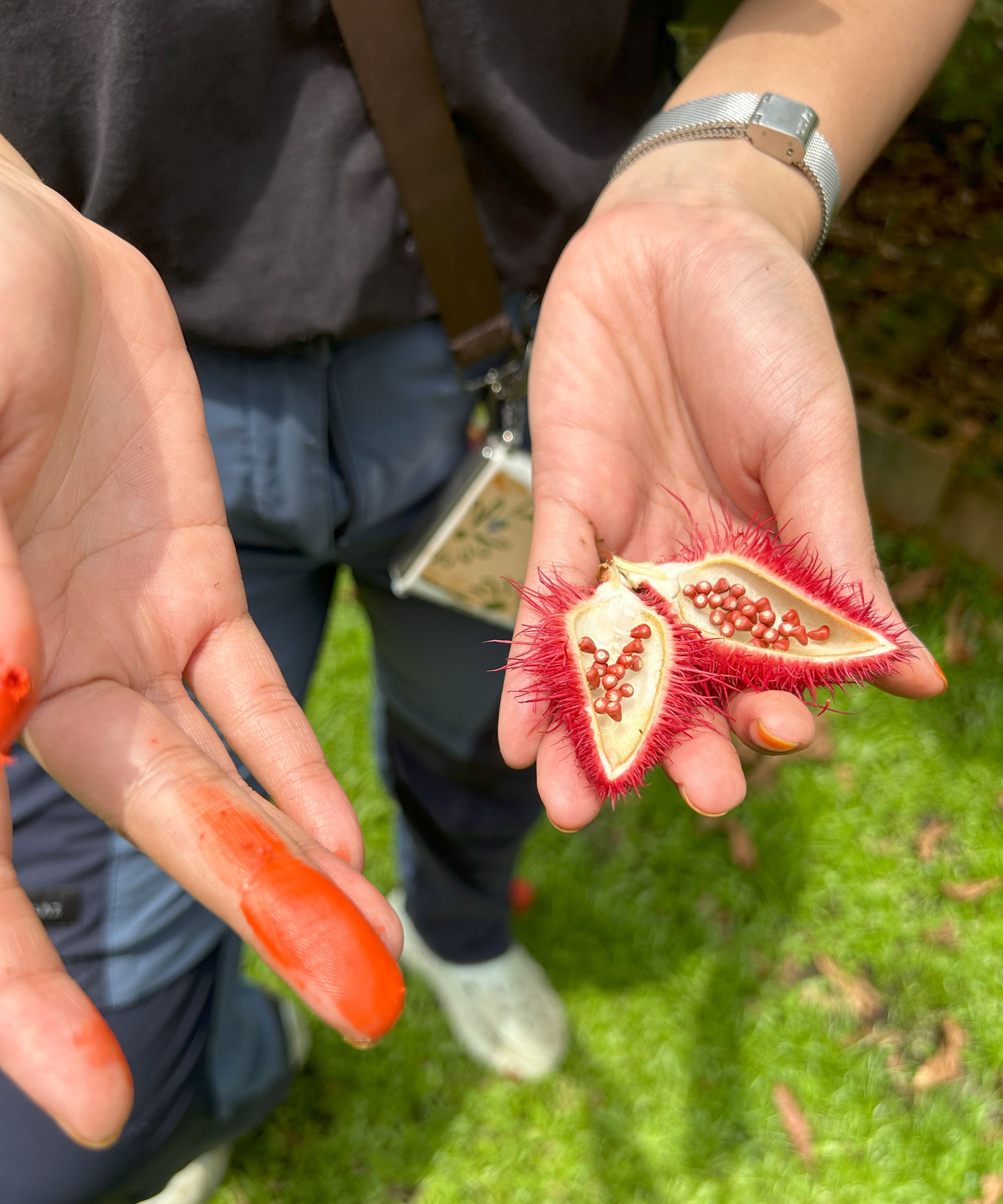 Røde frøkapsler og frø fra et achiote- eller leppestifttre