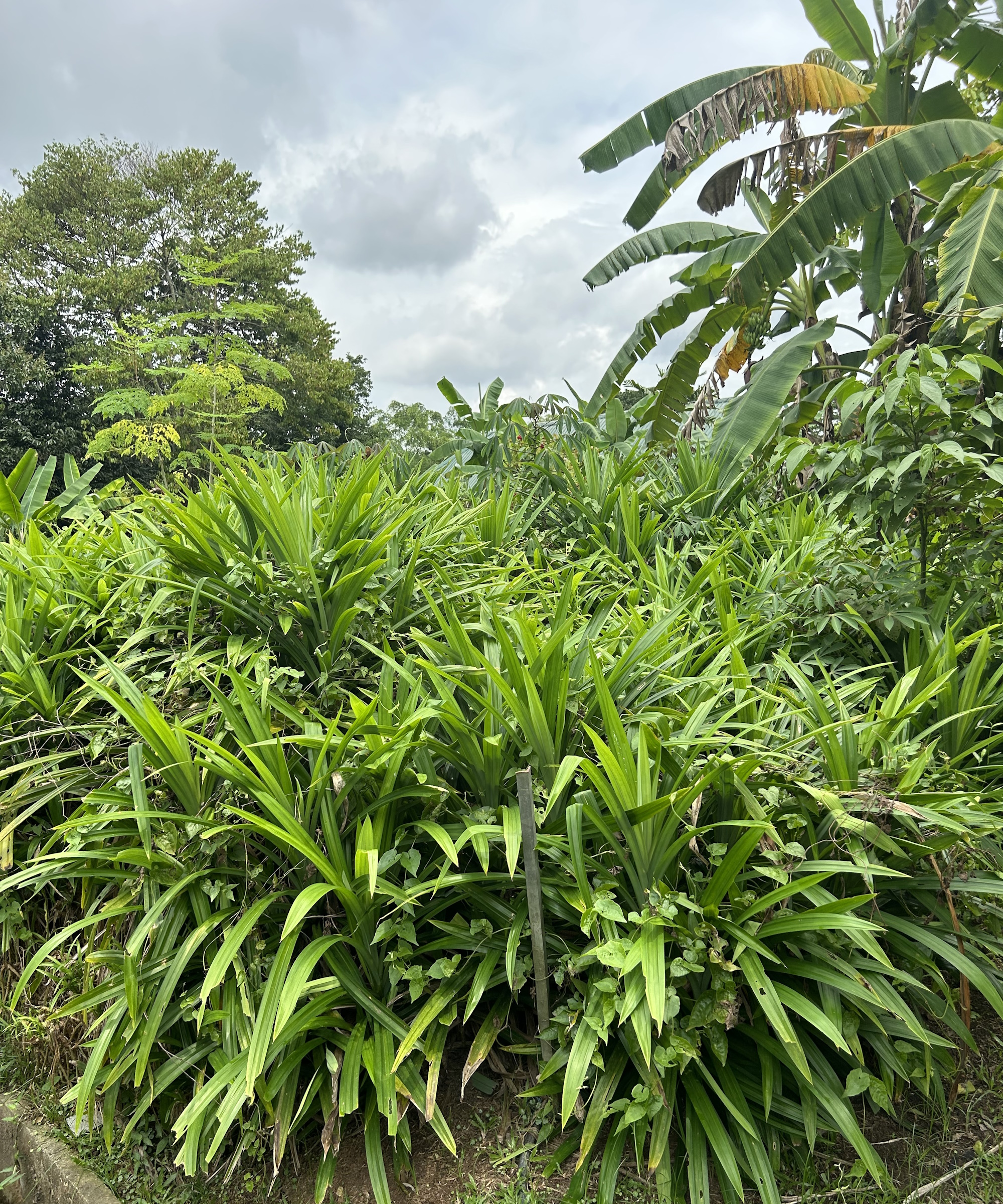Lange blader av pandanplanten
