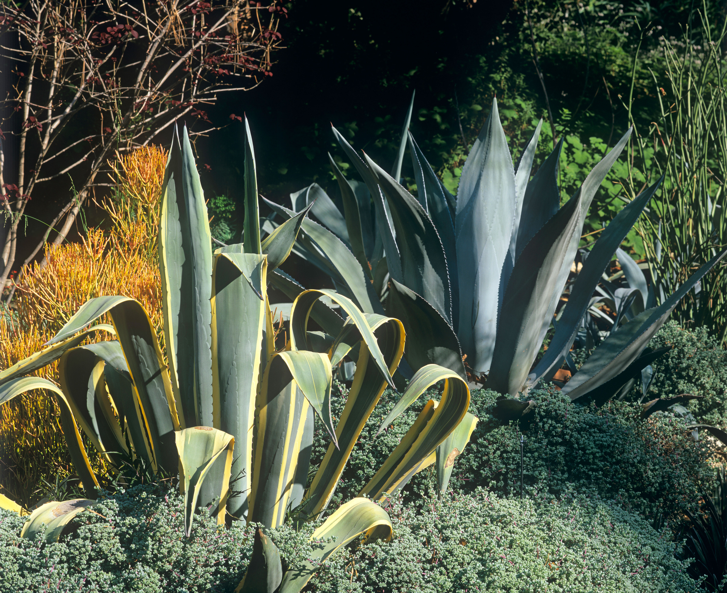 agave som vokser i en hage i Los Angeles