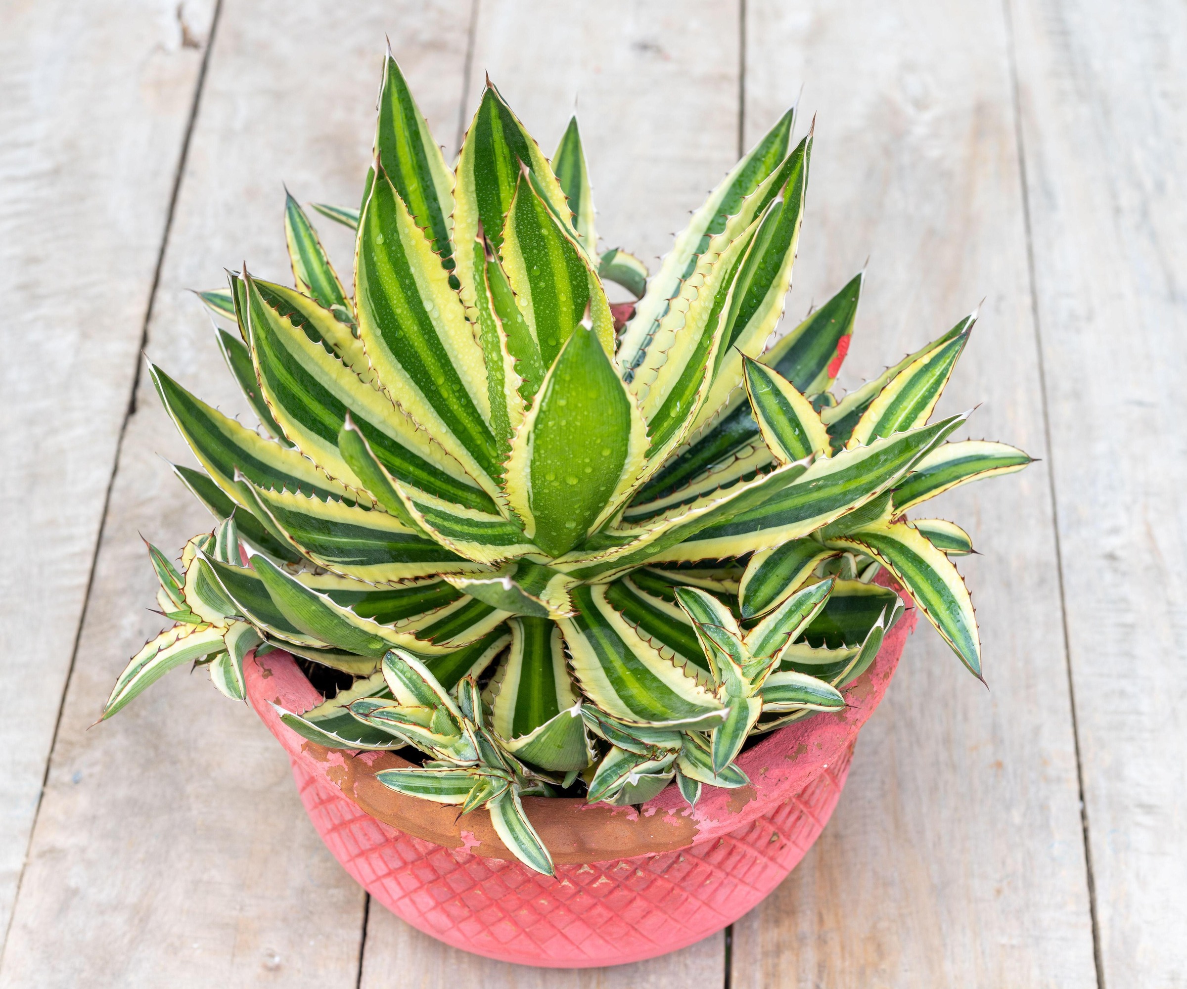 agave med unger i en gryte