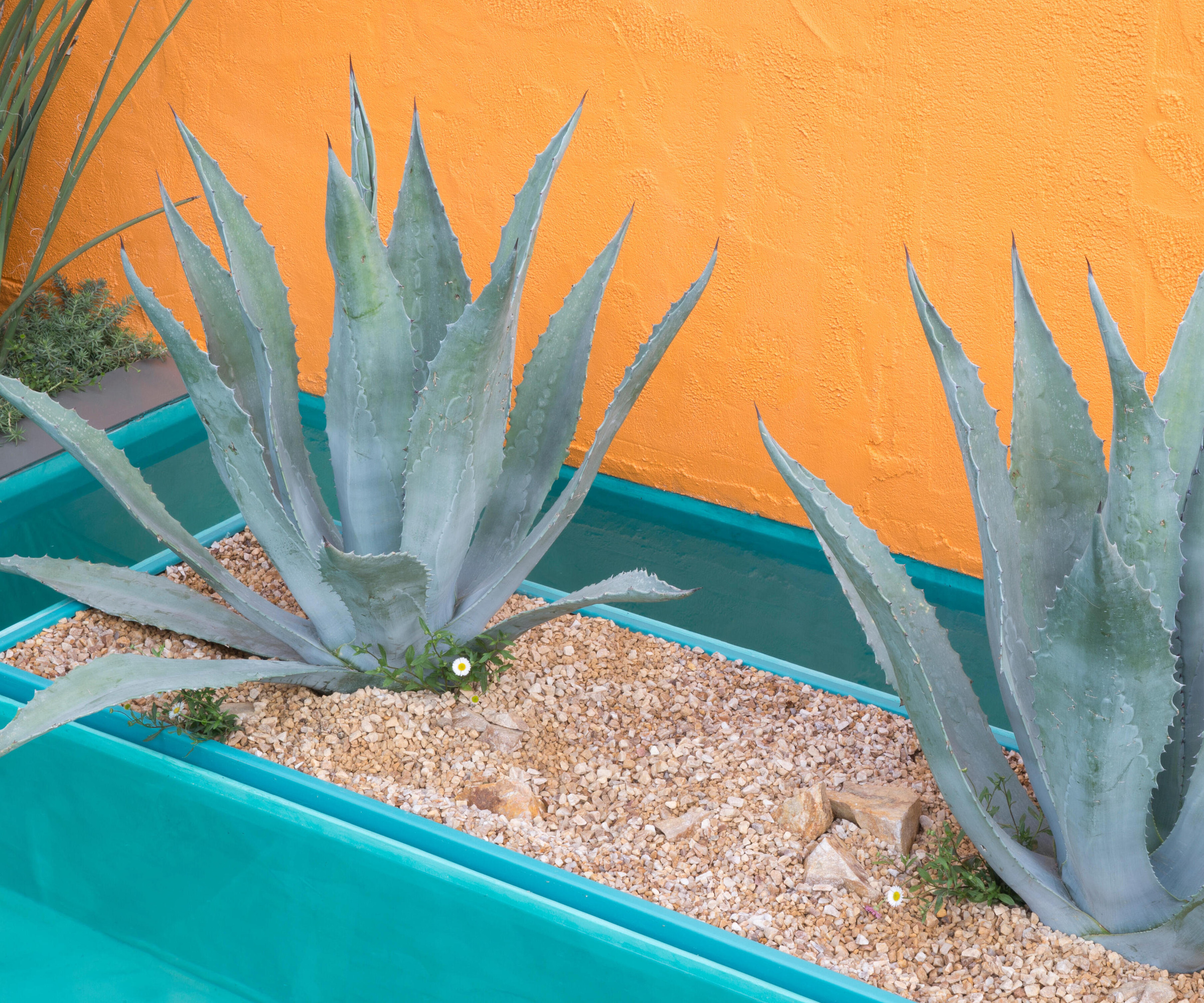 agave som vokser i en beholder
