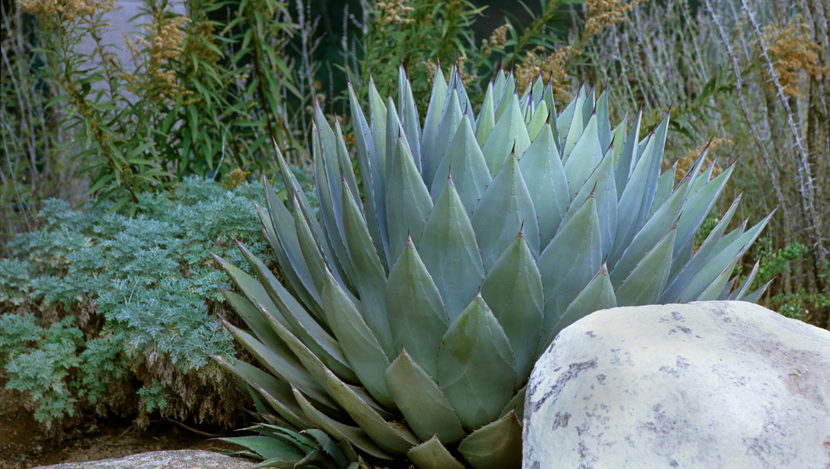 Hvordan forplante agave – 7 enkle trinn for vellykkede resultater med disse slående sukkulentene