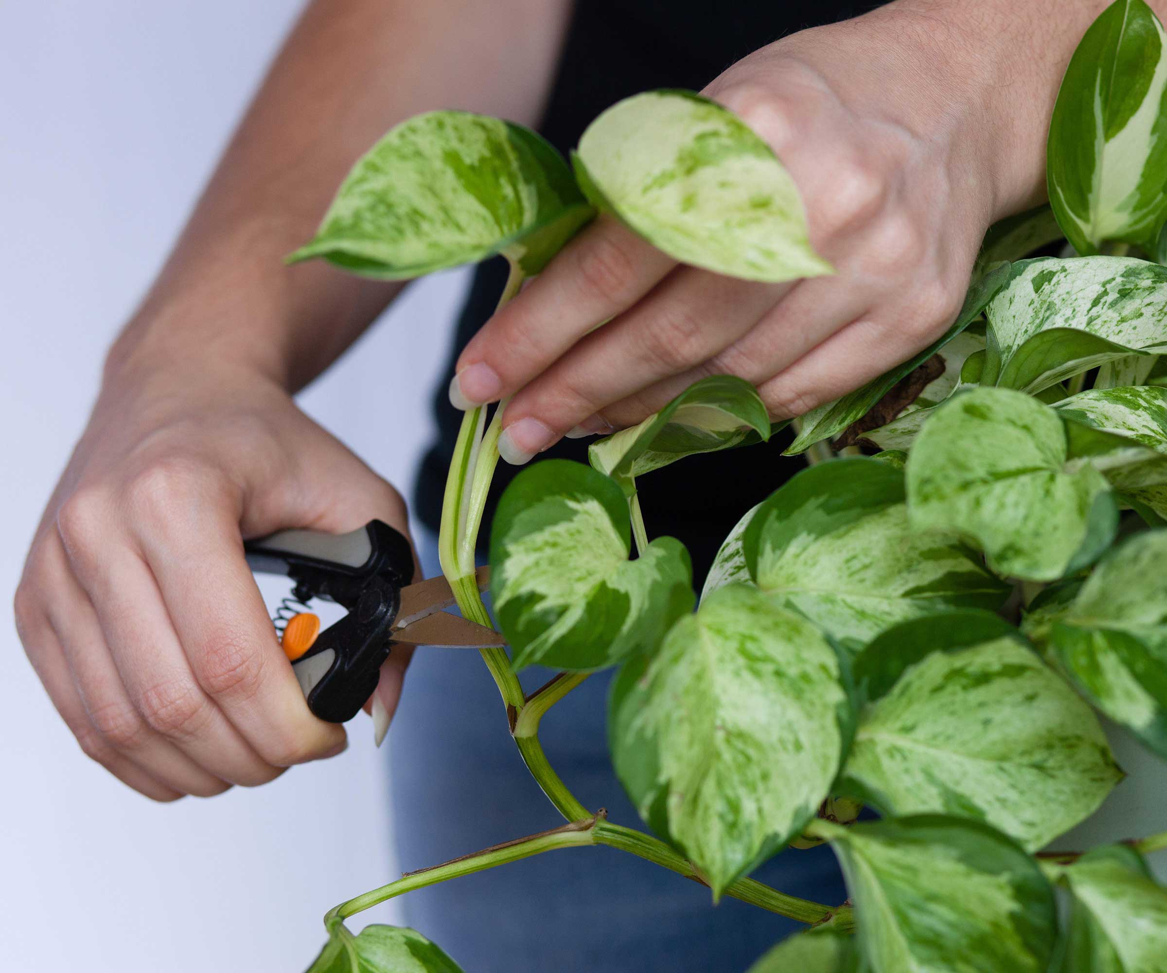 kutte en pothos -plante
