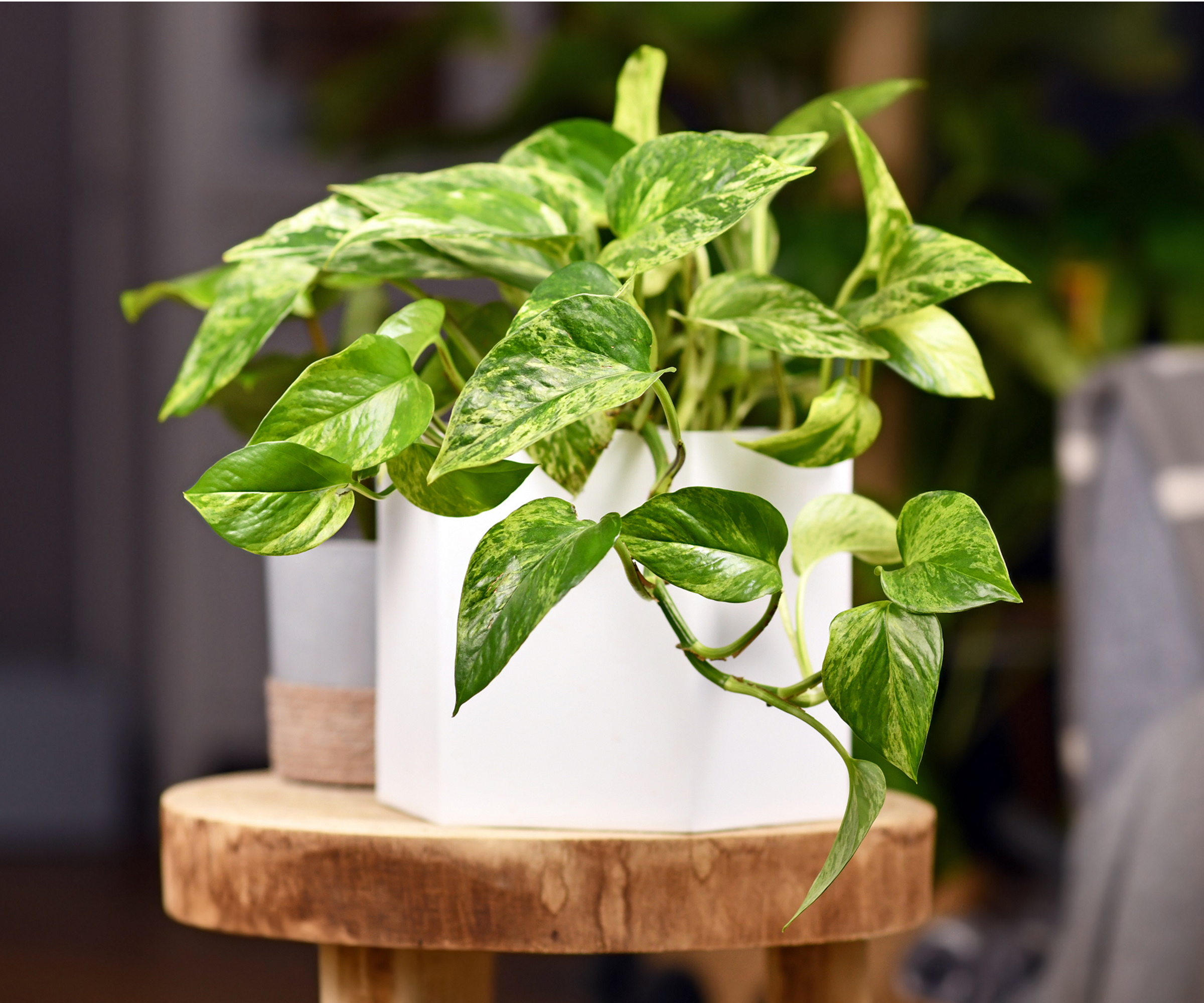 Pothos blader