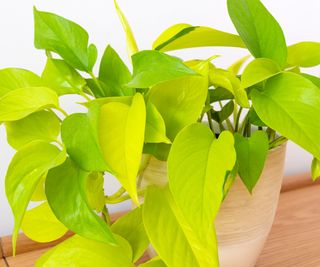 Neon pothos i en gryte