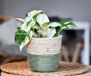 Manjula pothos i en tofarget kurv