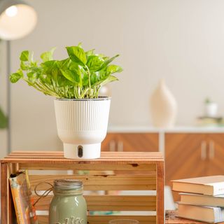 Global grønn pothos i en hvit gryte