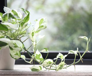 Pærer og jade pothos på en vinduskarm