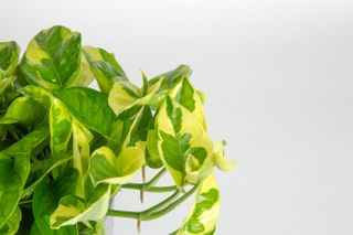 Sitronmarengs pothos-blader