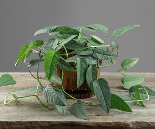 Pothos cebu blå pothos plante