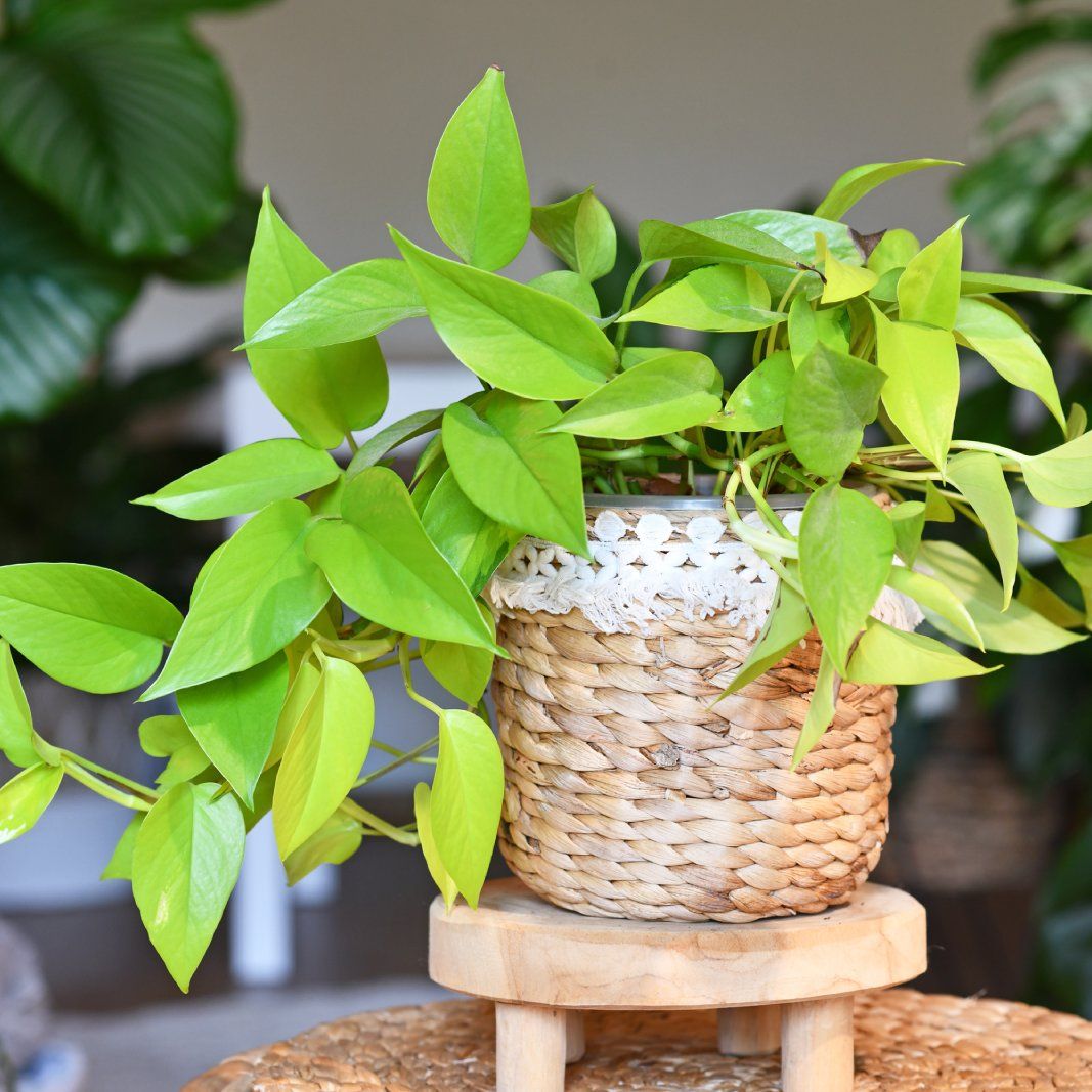 8 Pothos-varianter hver planteelsker bør vokse