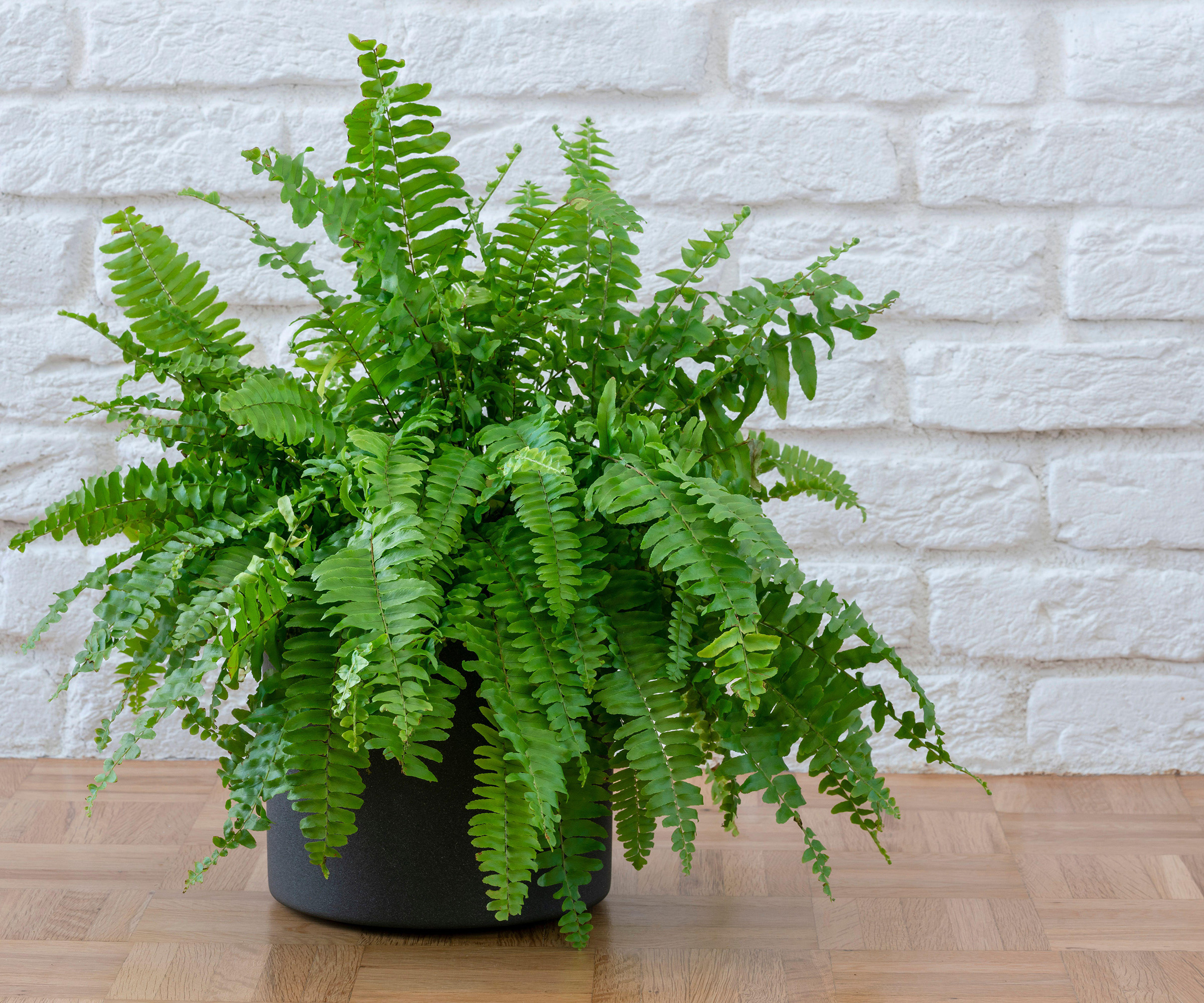 Nephrolepis exaltata, Vakker pottebregne