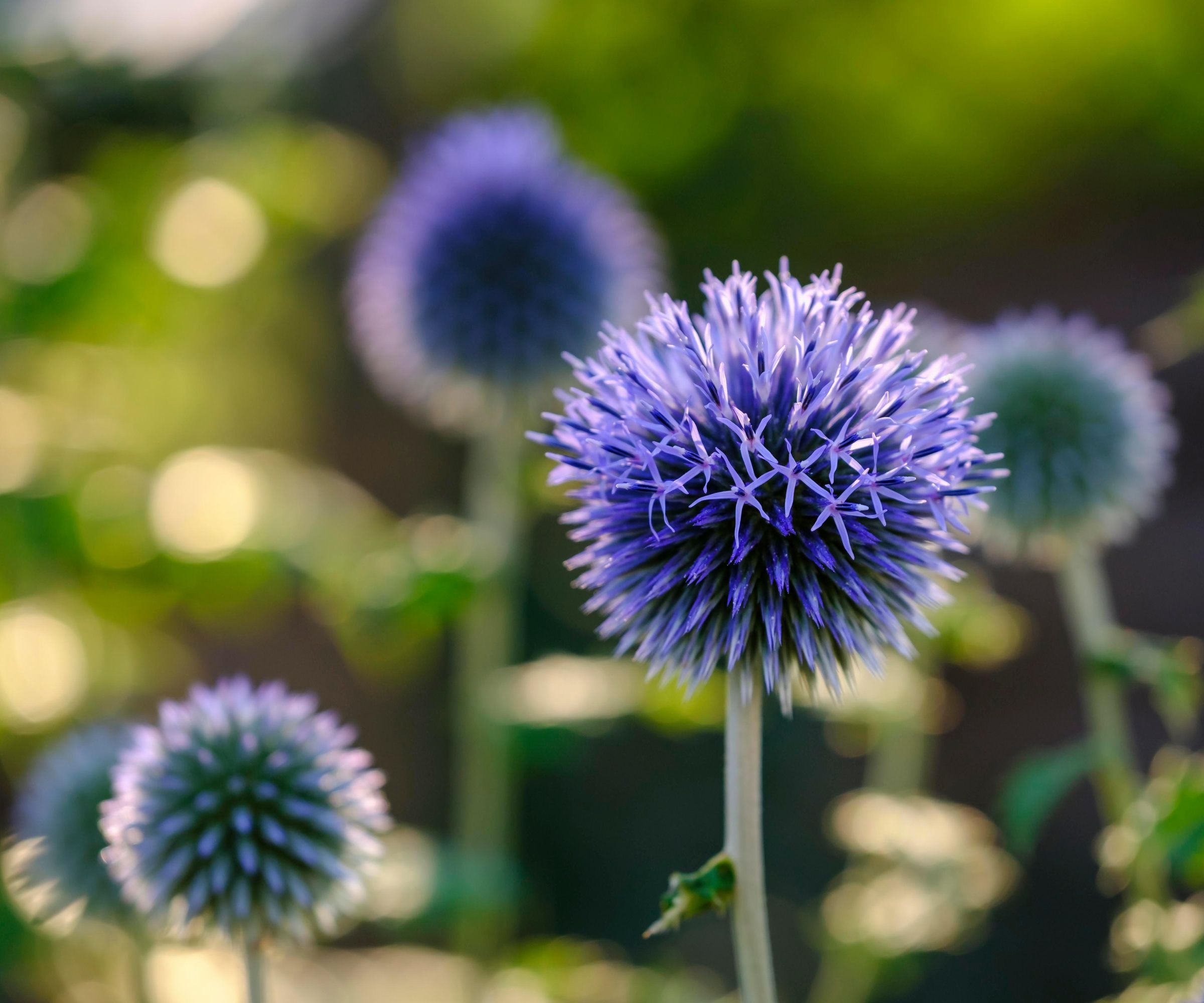 Echinops, blå