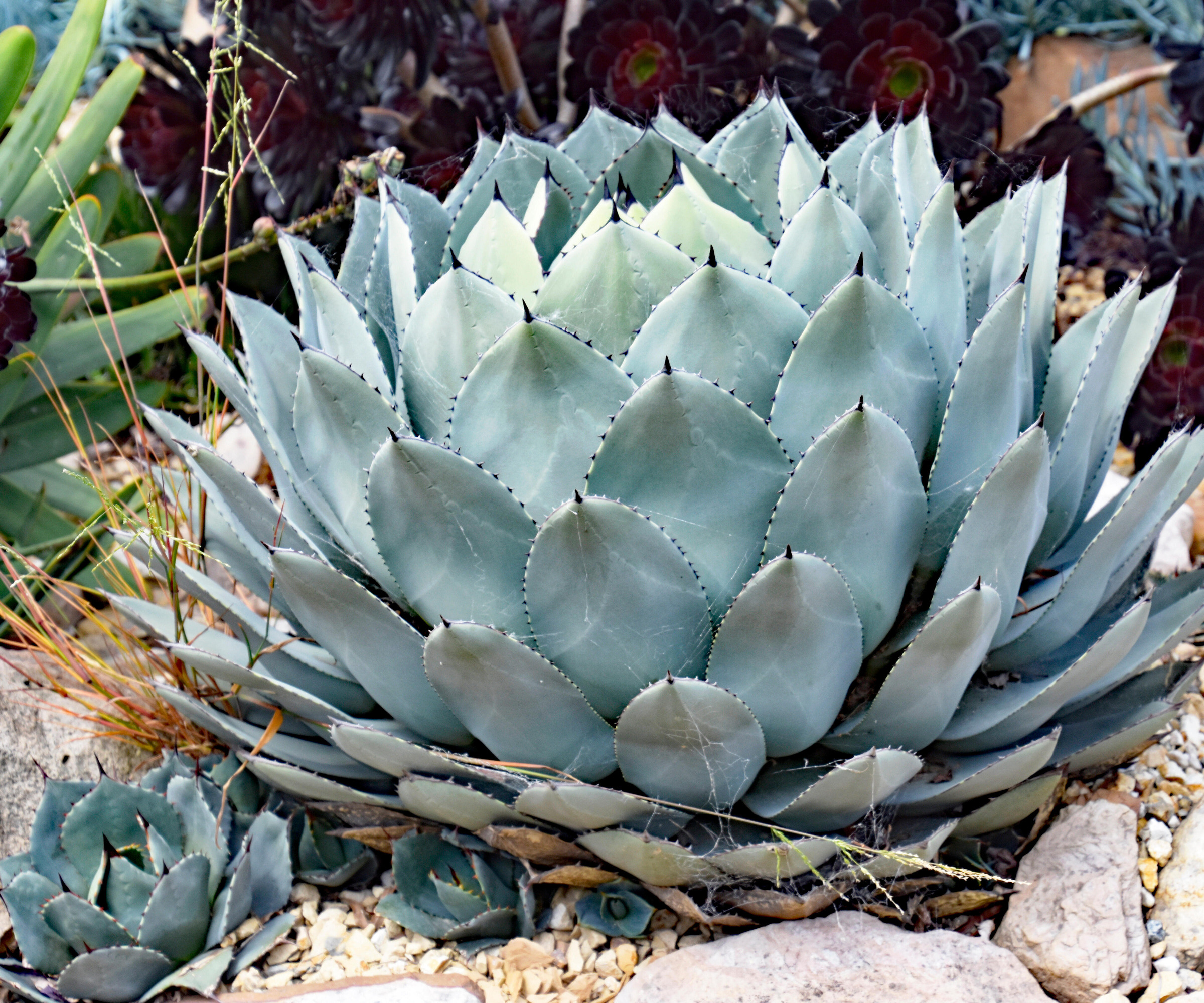 agave med valper som vokser i en hage