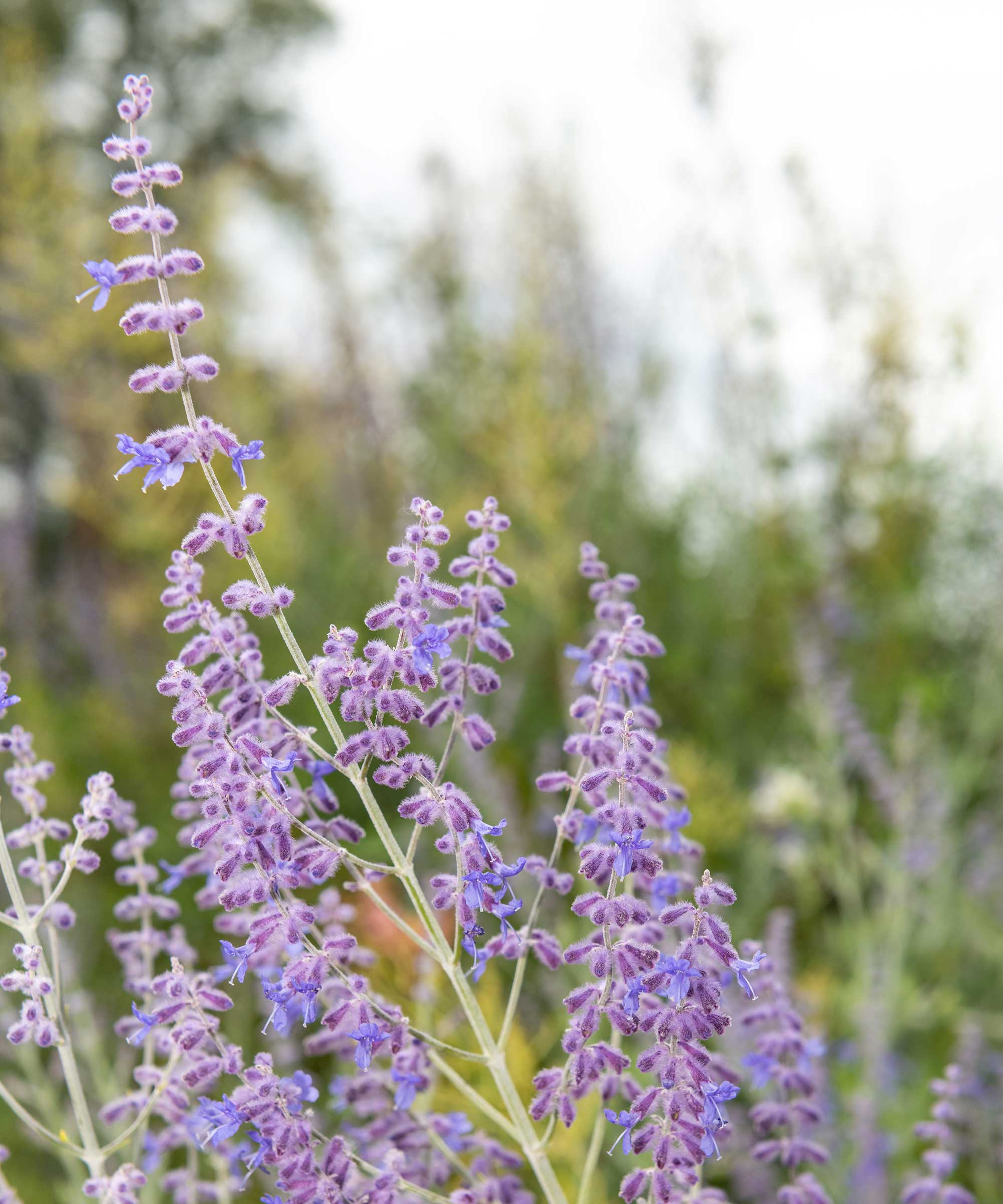 Russisk salvie i blomst