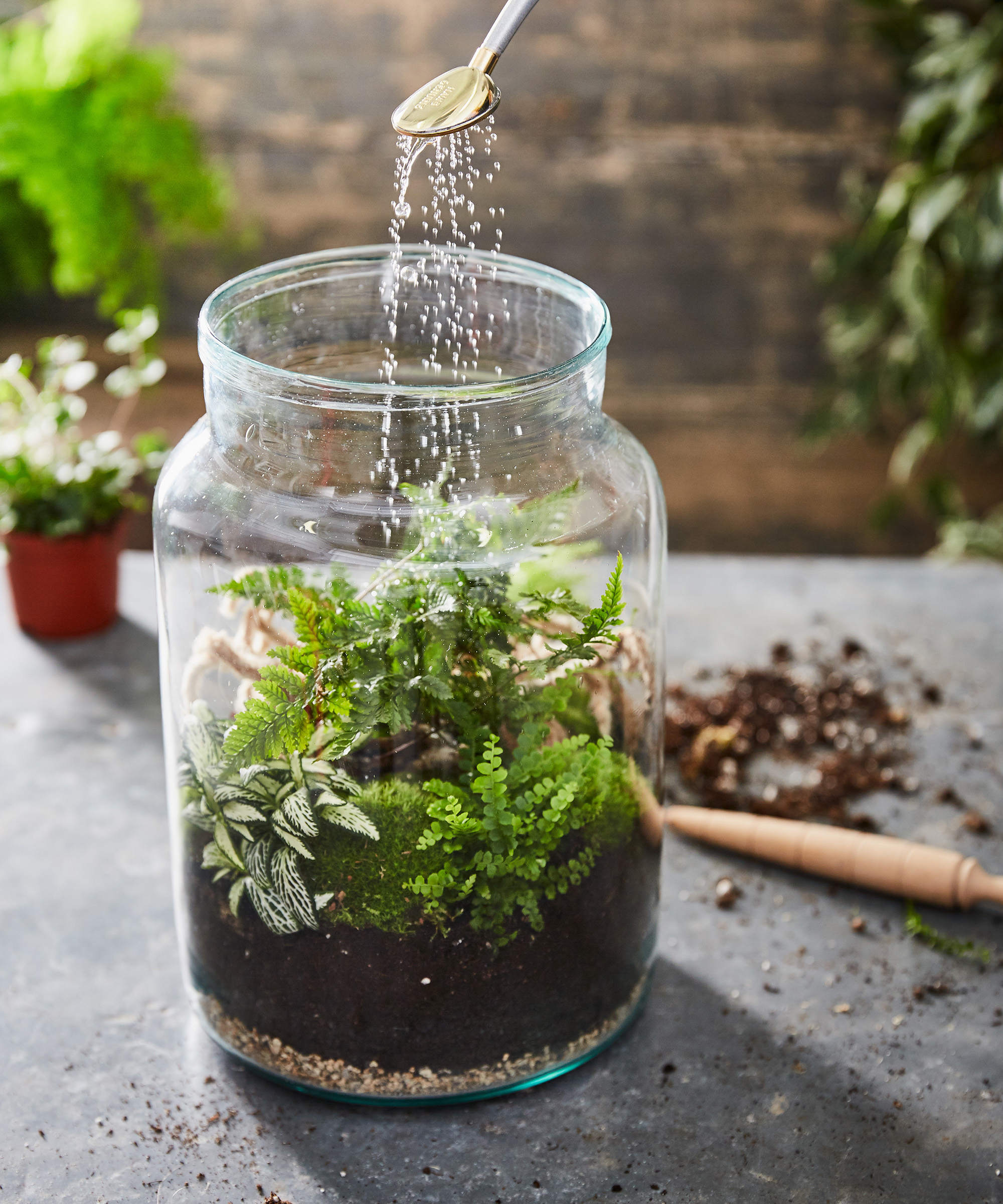 Person som vanner et terrarium
