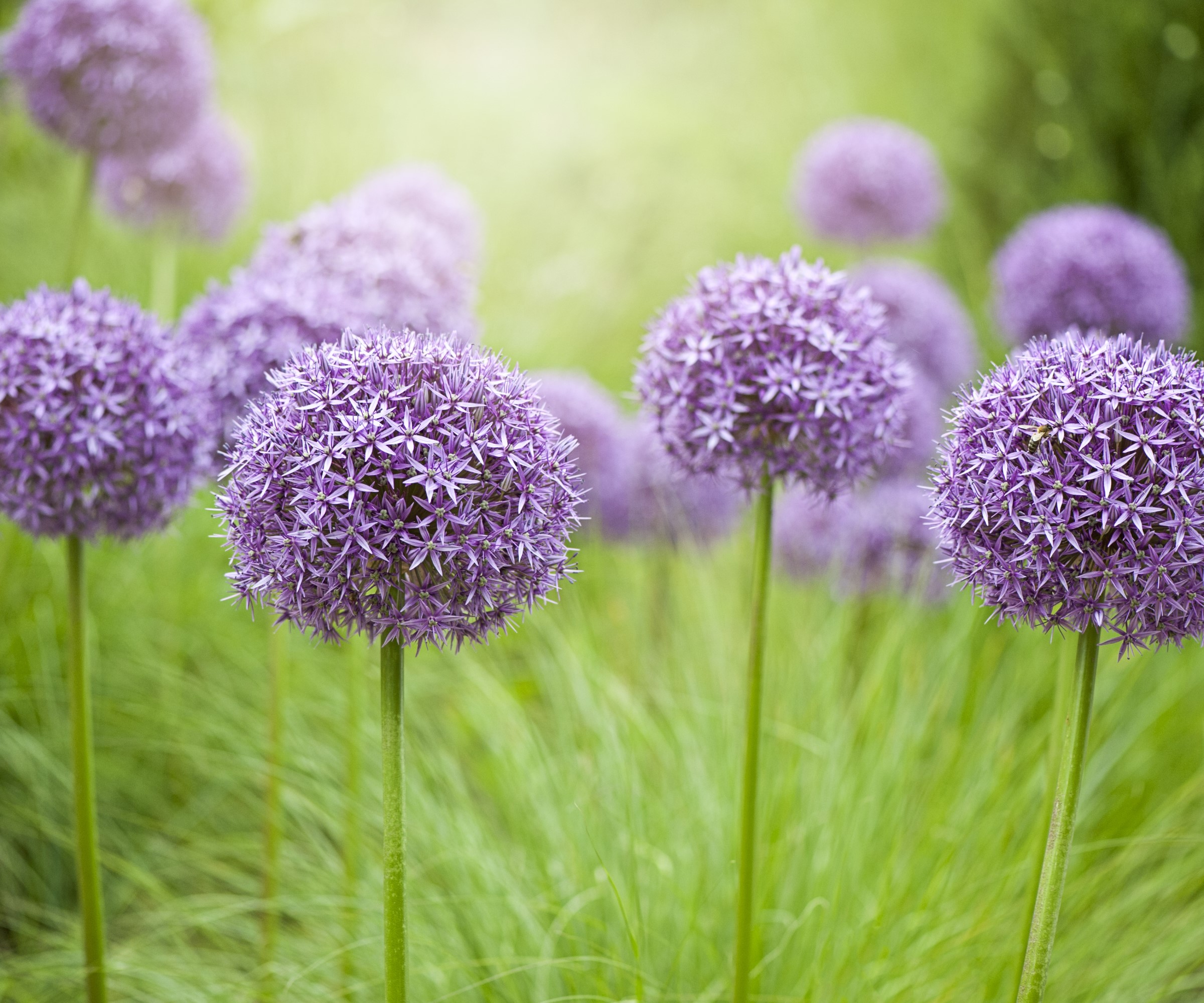 Lilla blomstrende allium blomstrer