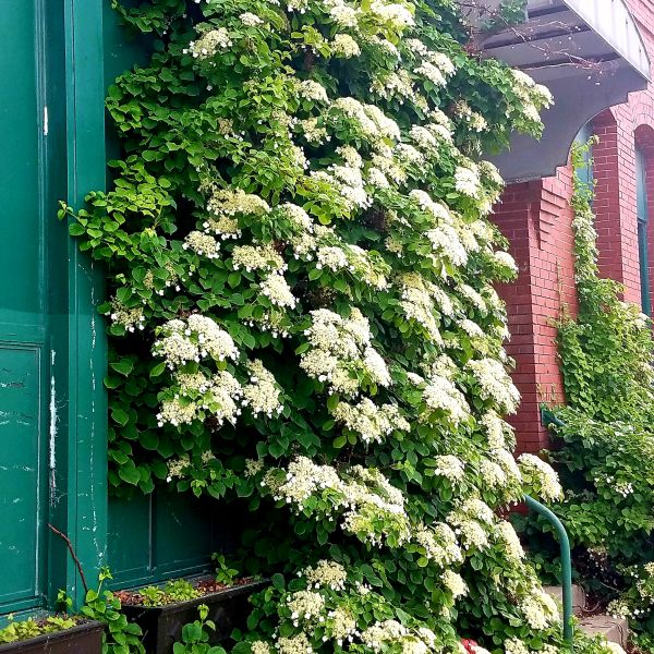 Klatrehortensia Om Vinteren () Klatrehortensia Om Vinteren