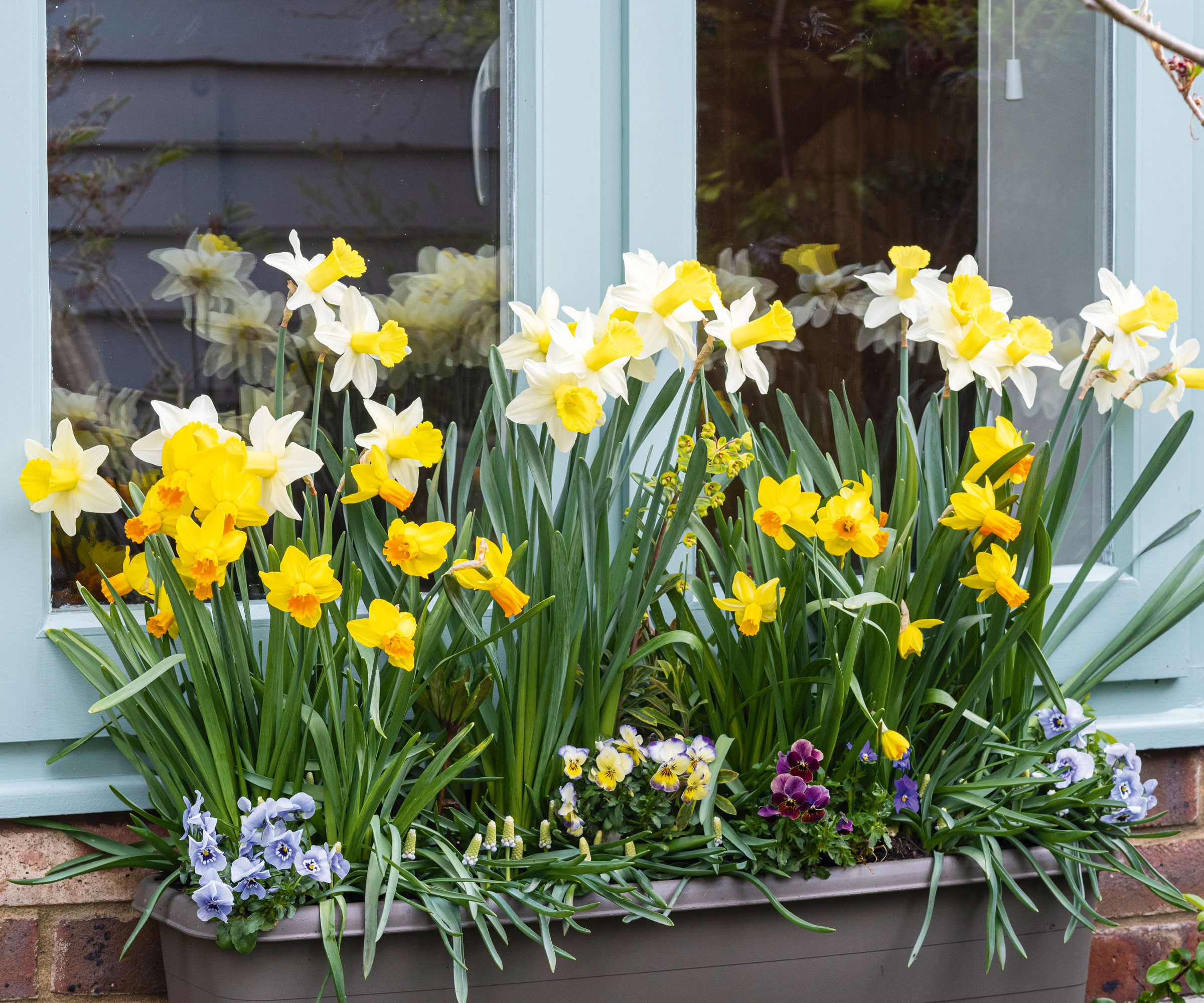 vindusboks med påskeliljer og stemorsblomster